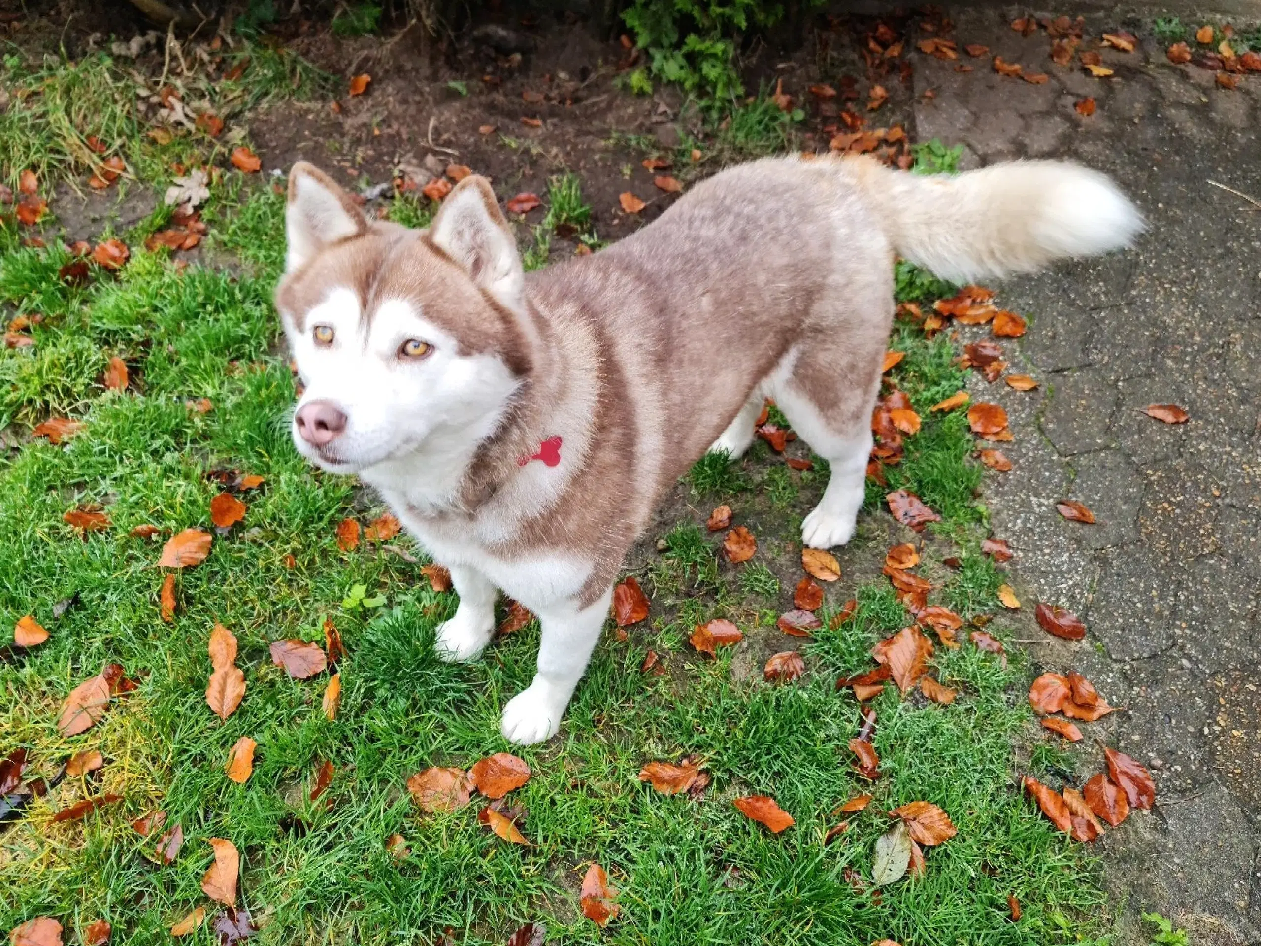 Dejlig husky pige på 3 år søger nyt hjem