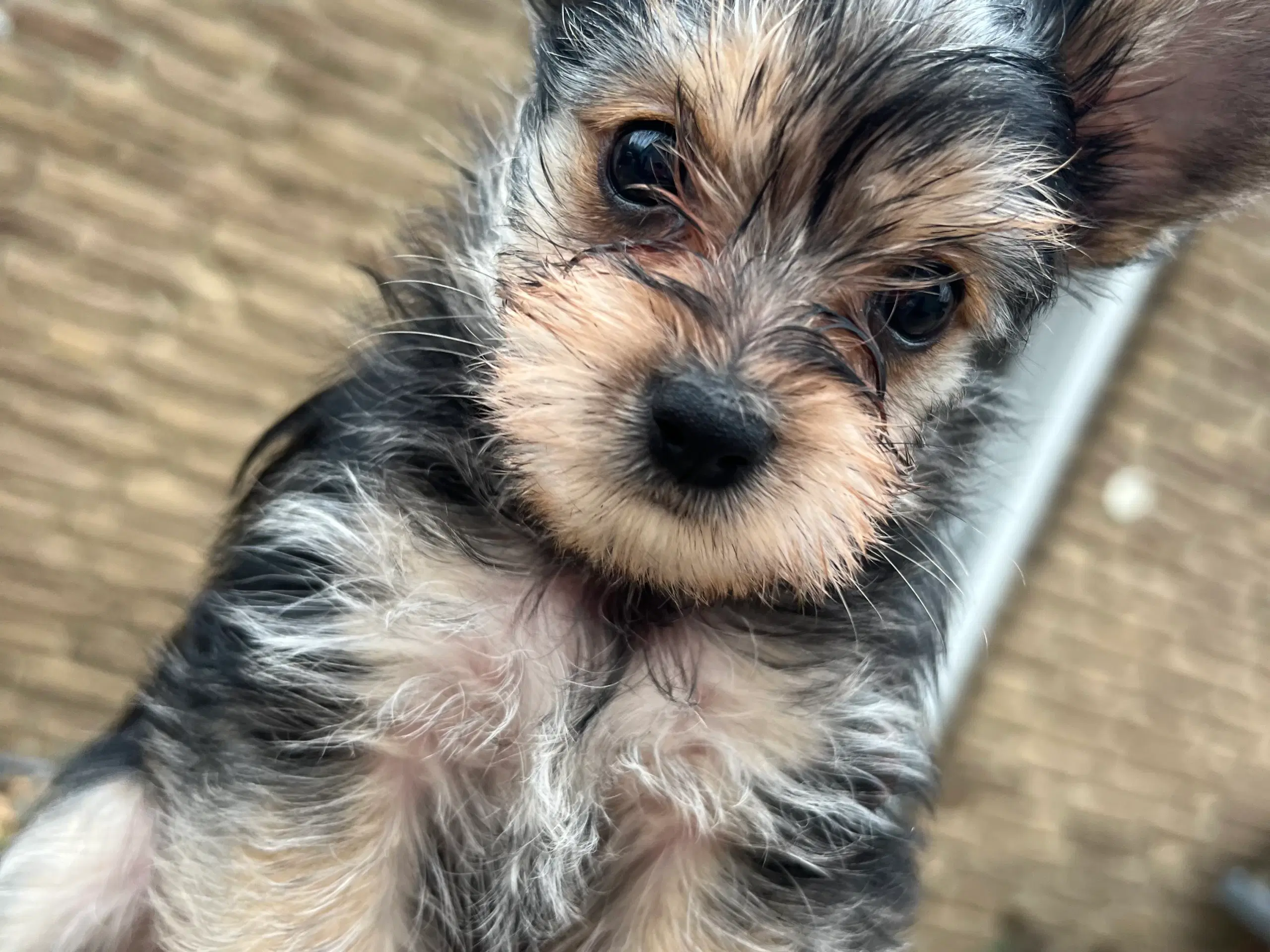 Yorkshireterrier hvalpe sælges