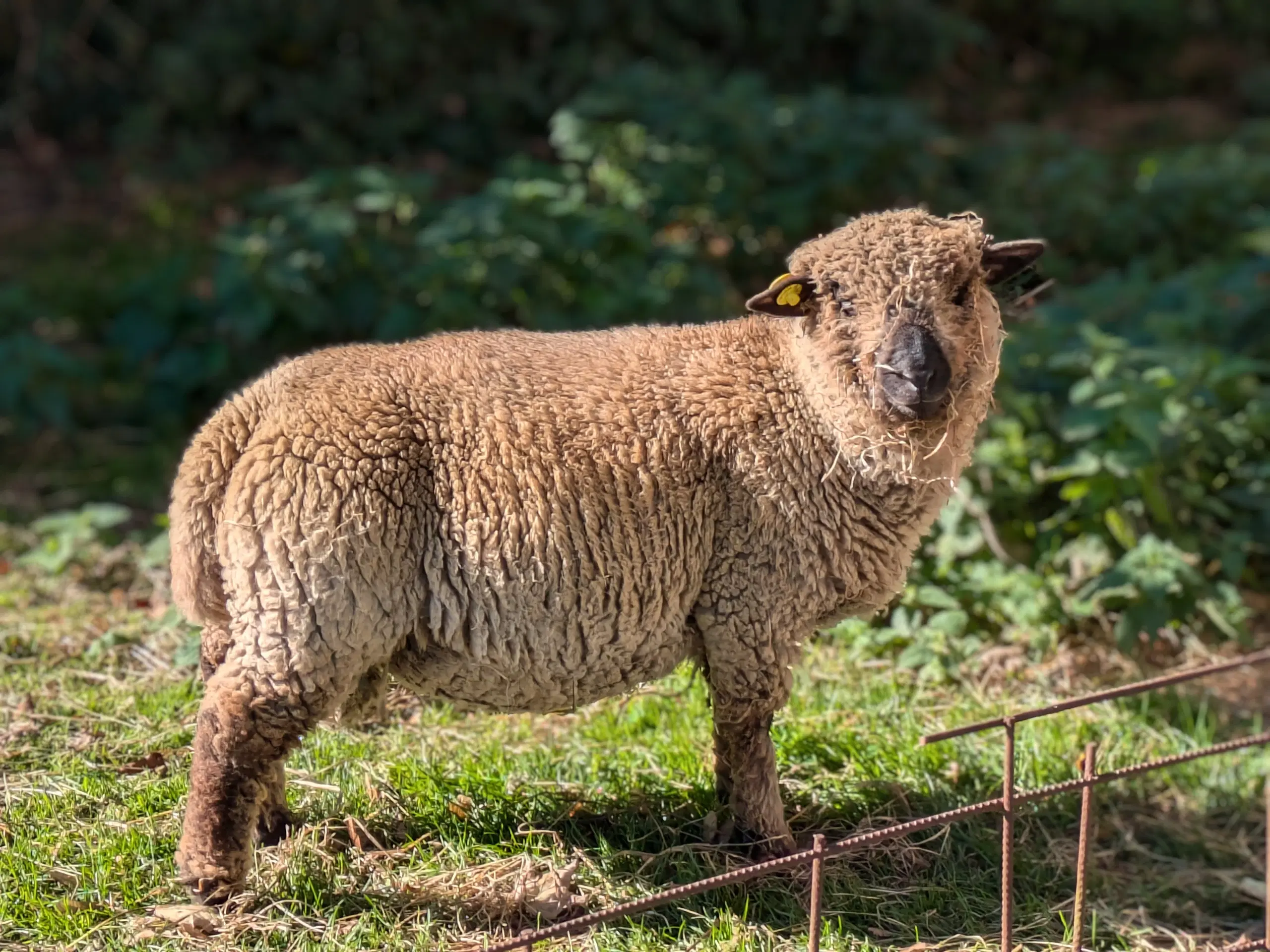 Shropshire vædderlam