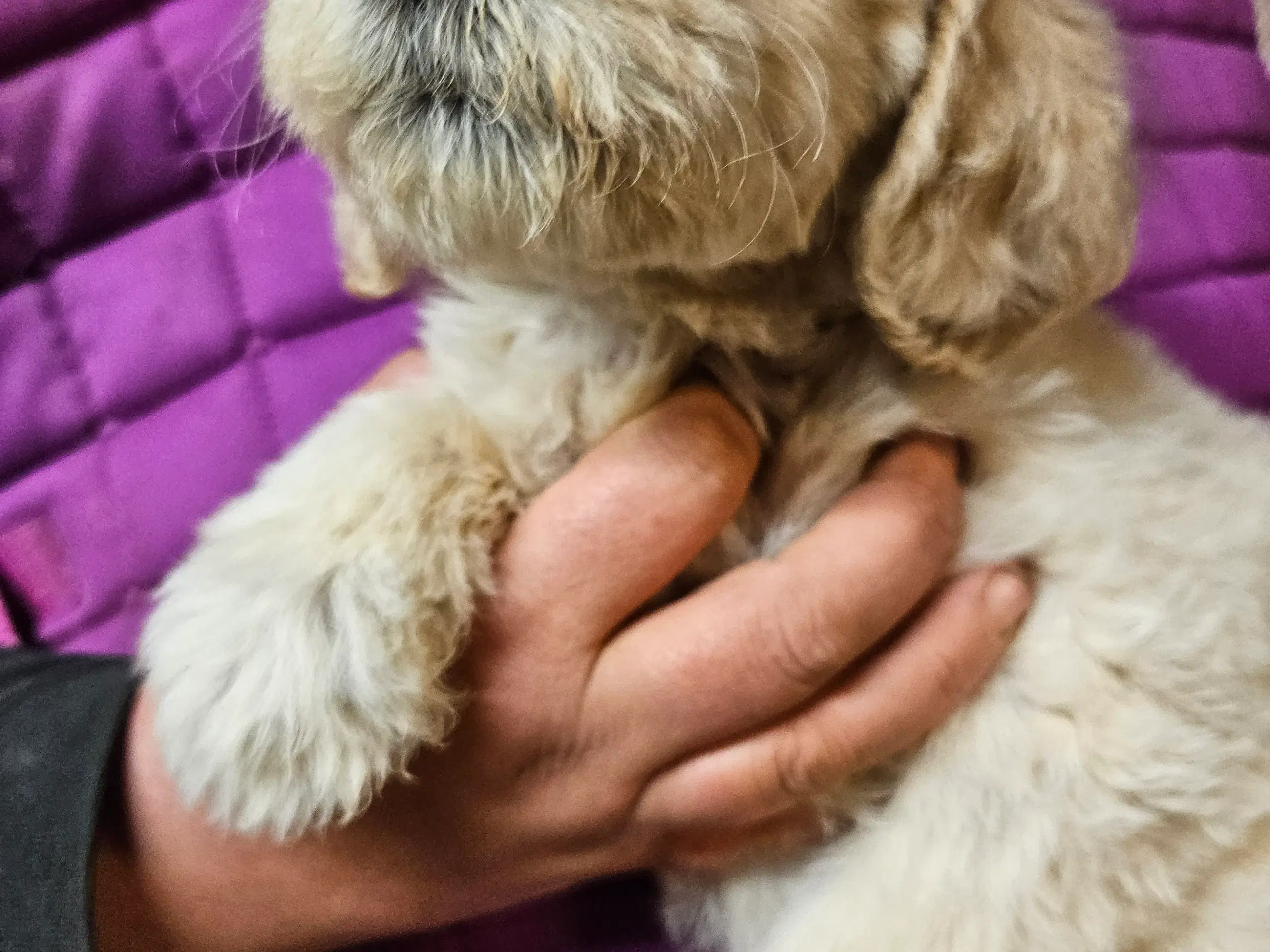 Labradoodle hvalpe