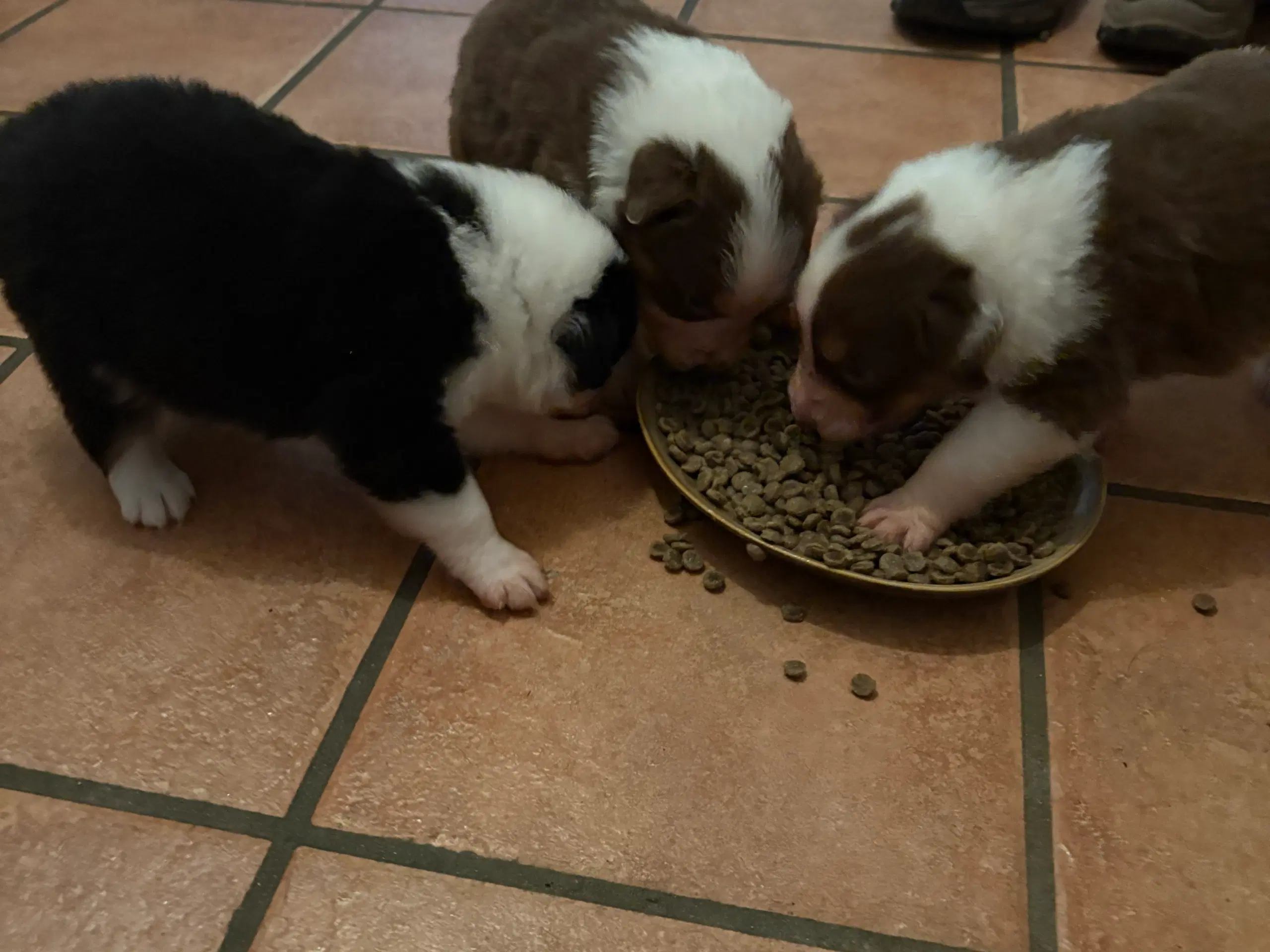 Australian Shepperd hvalpe