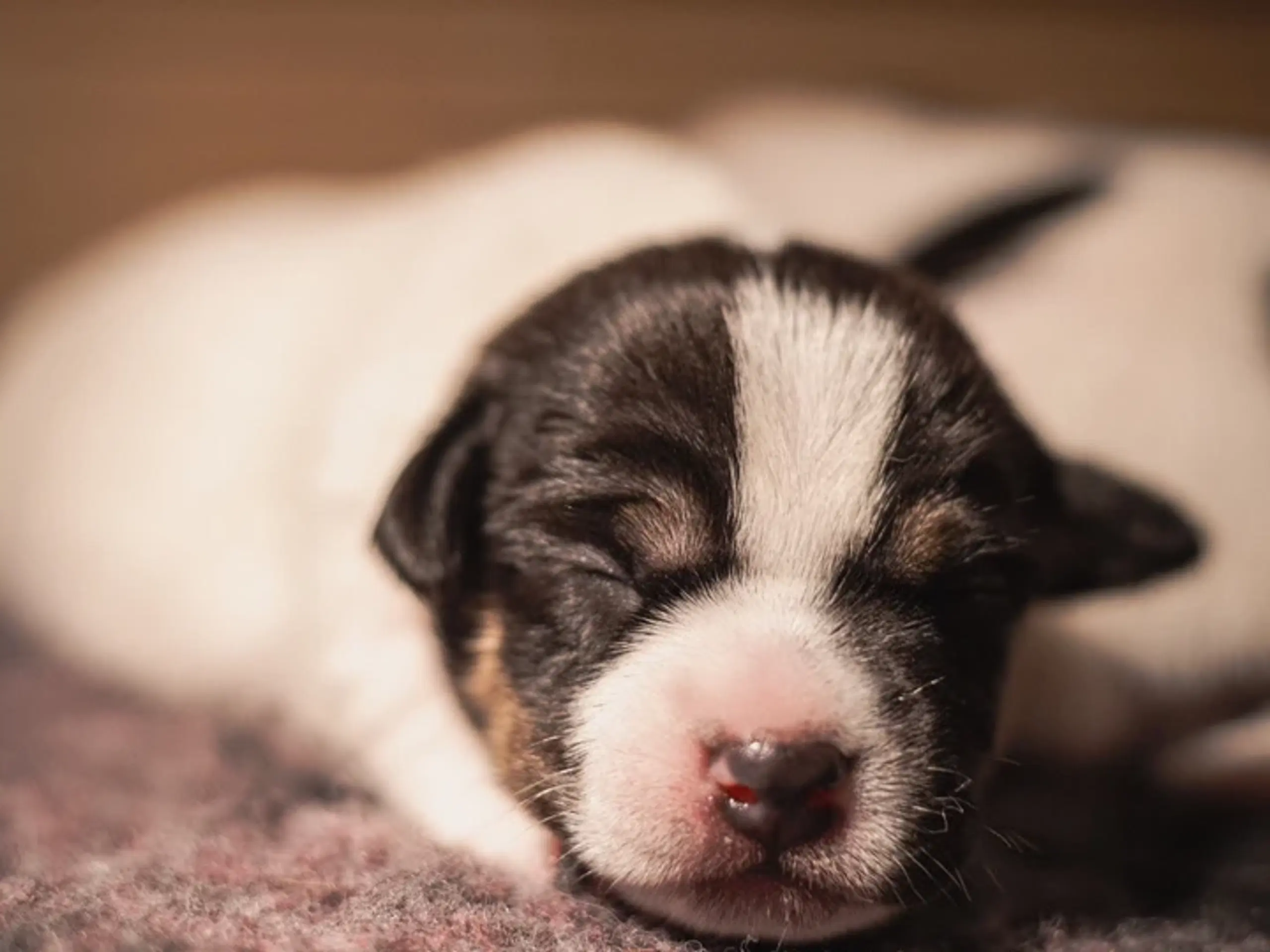 Dansk/svensk gårdhunde hvalpe