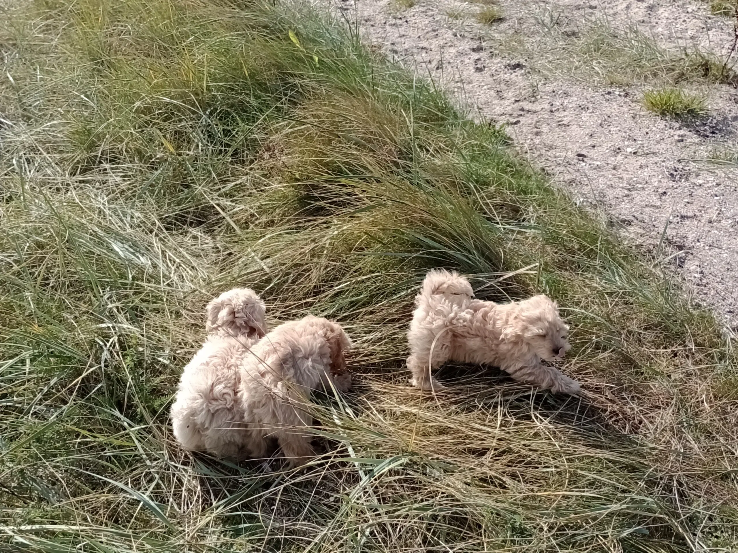 Maltipoo hvalpe