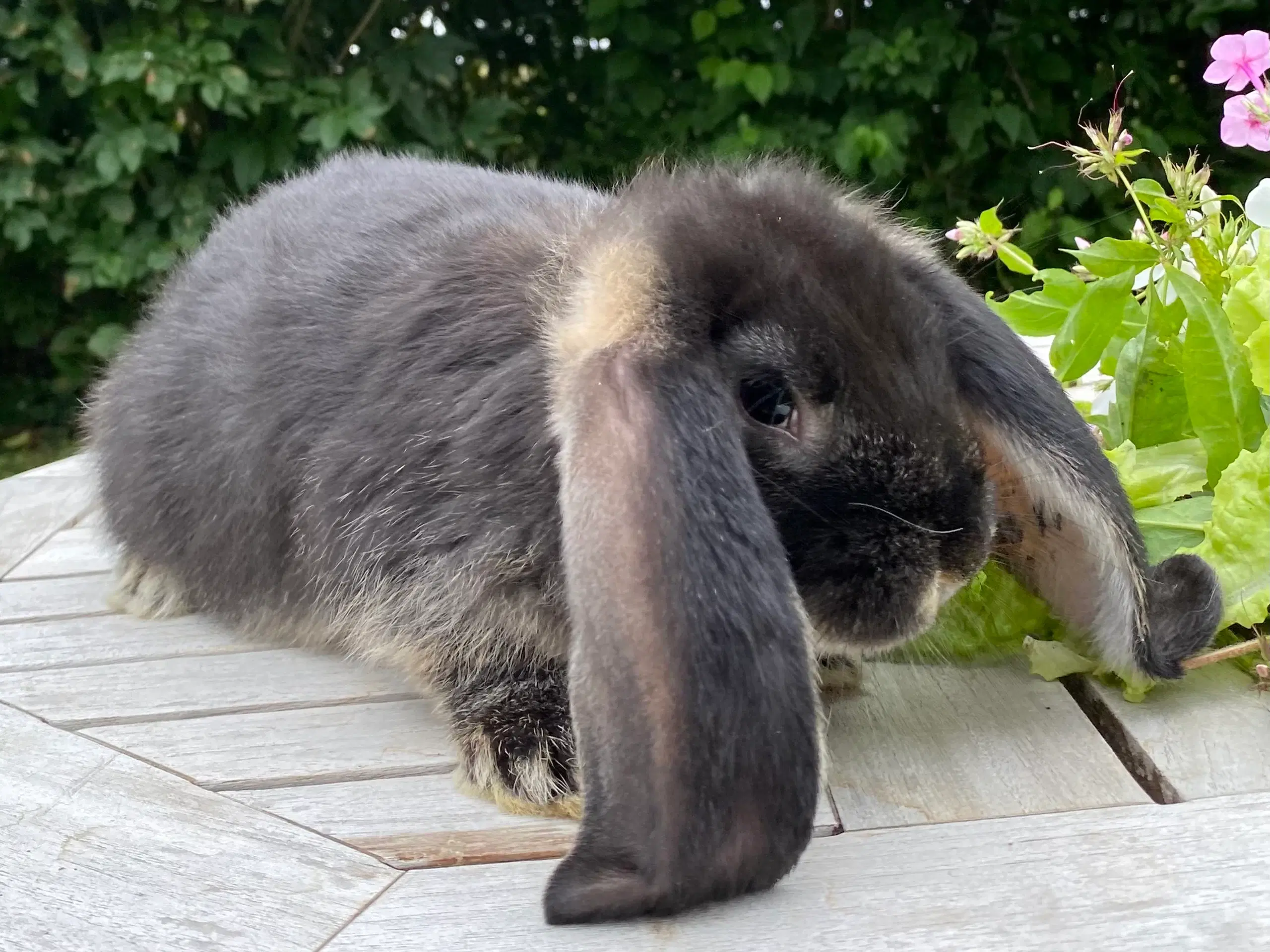 FRANSK VÆDDER HUN SORT OTTER