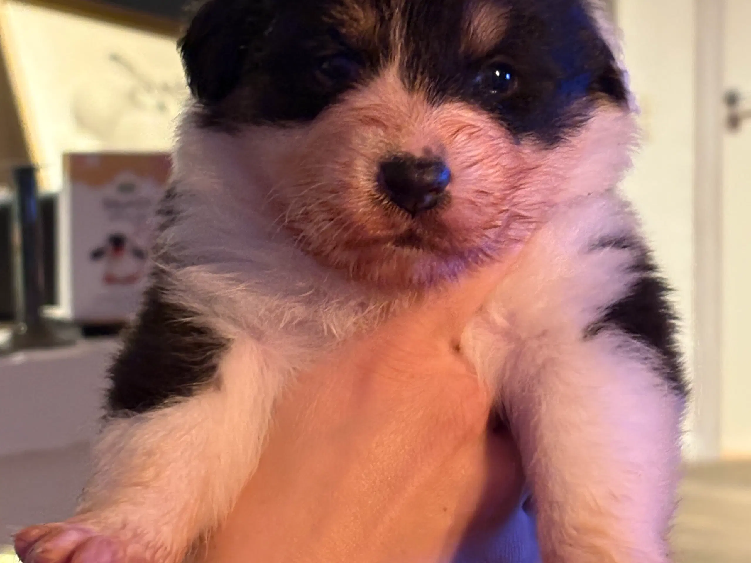 Australian Shepperd hvalpe