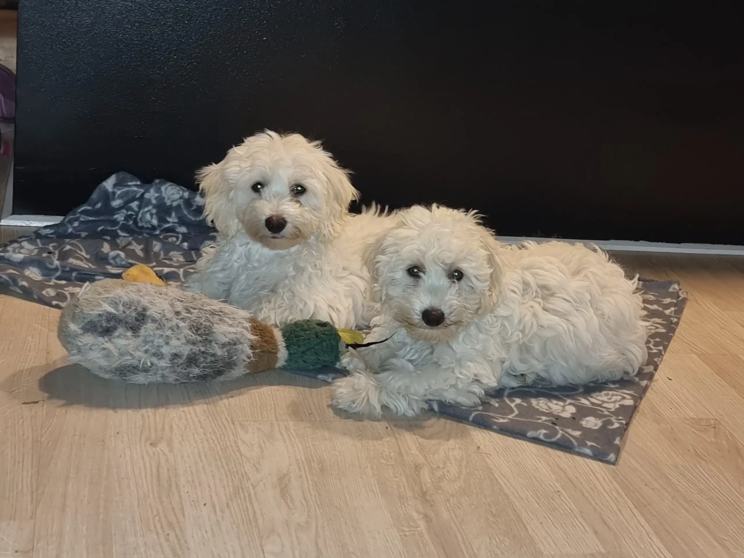 Maltipoo hvalpe