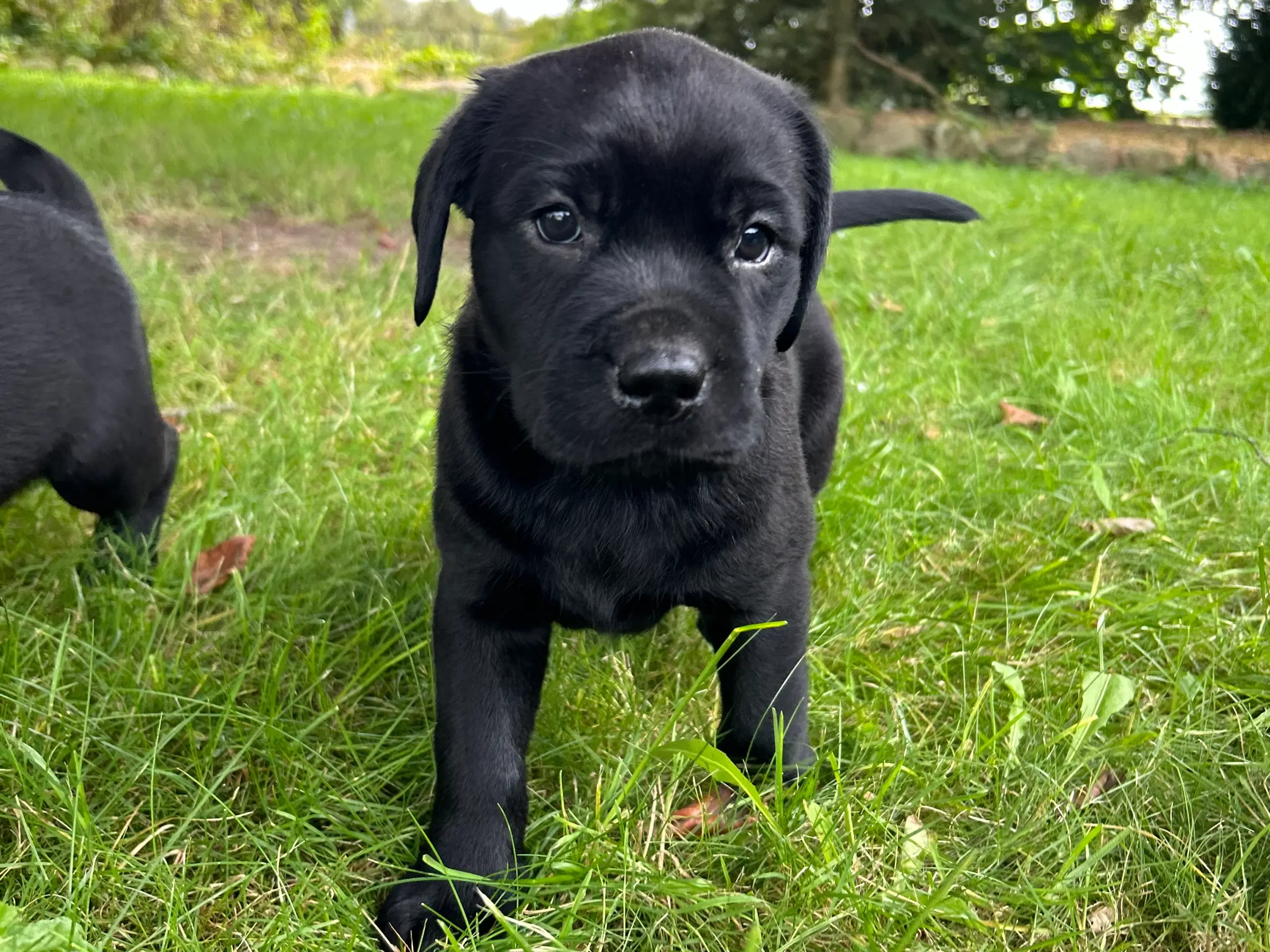 Labrador hvalpe klar til at flytte hjemmefra