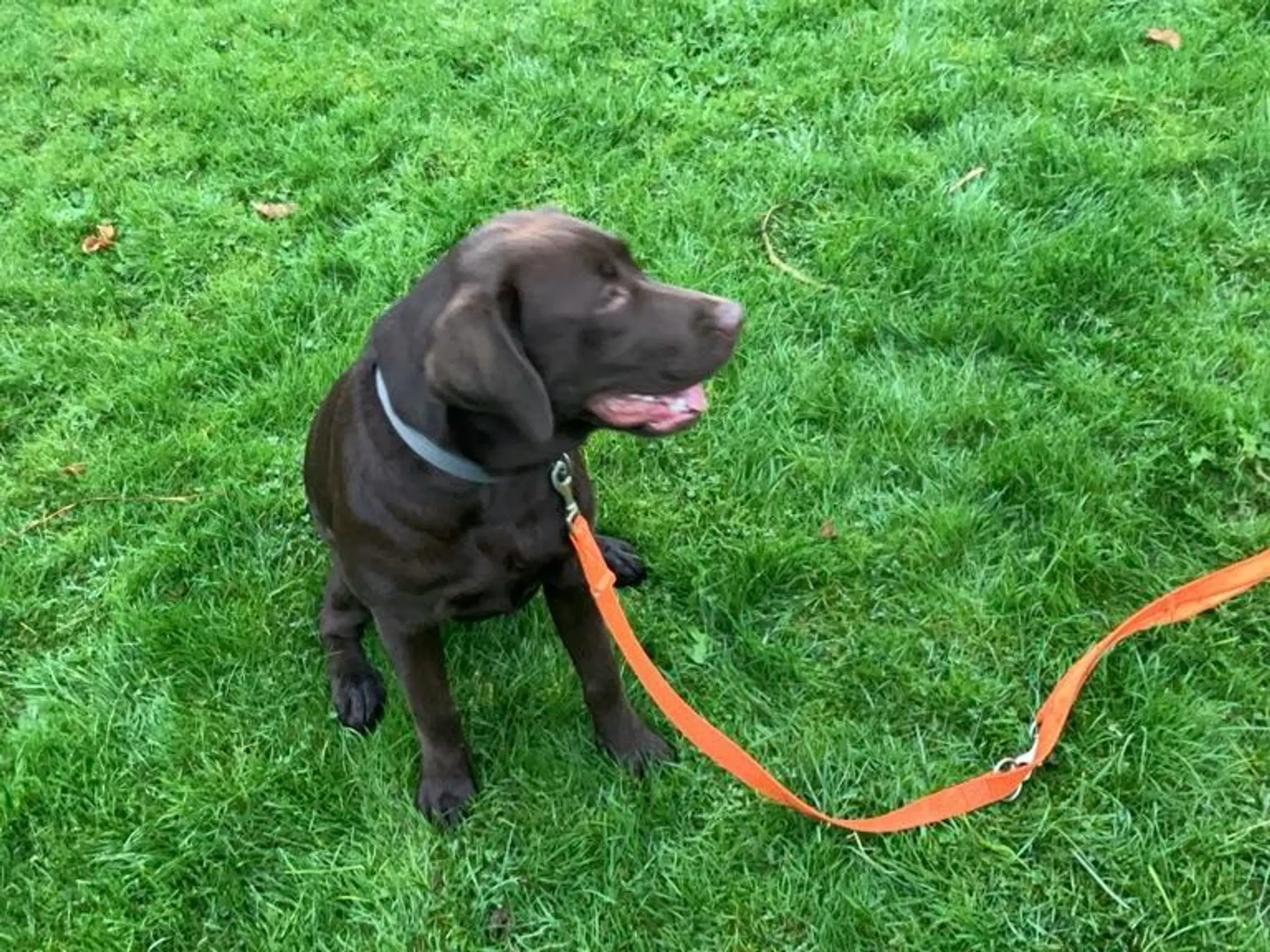 Dejlig Brun Labrador Tæve Sælges med Stambog.