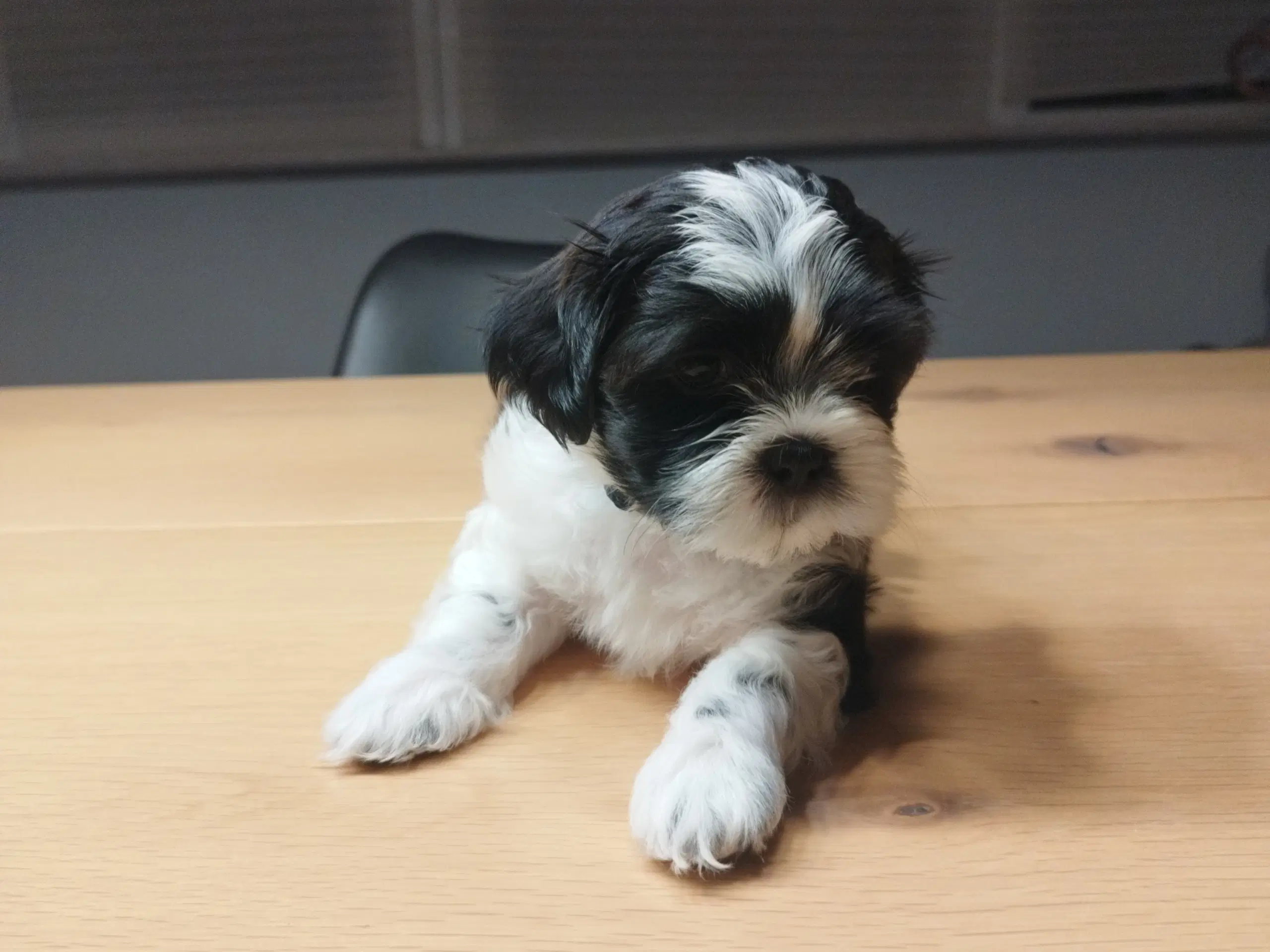 Lhasa apso/shi Tzu