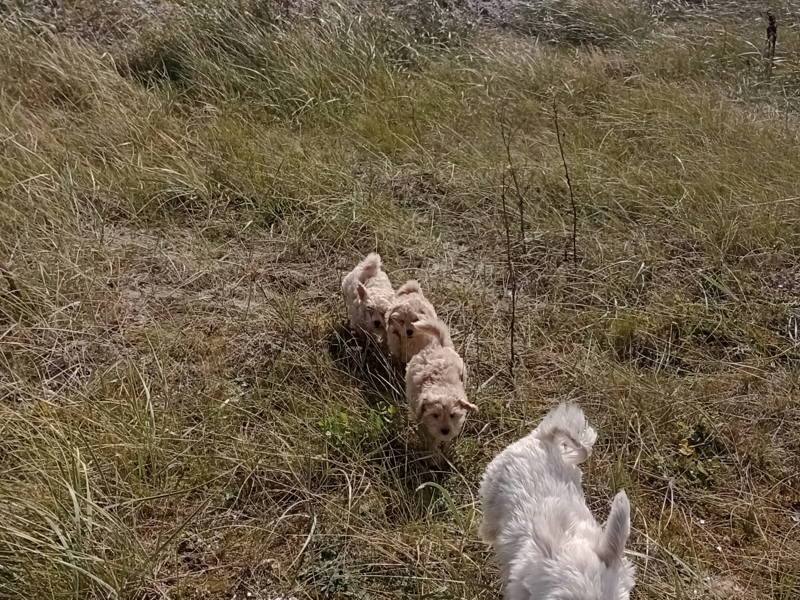 Maltipoo hvalpe