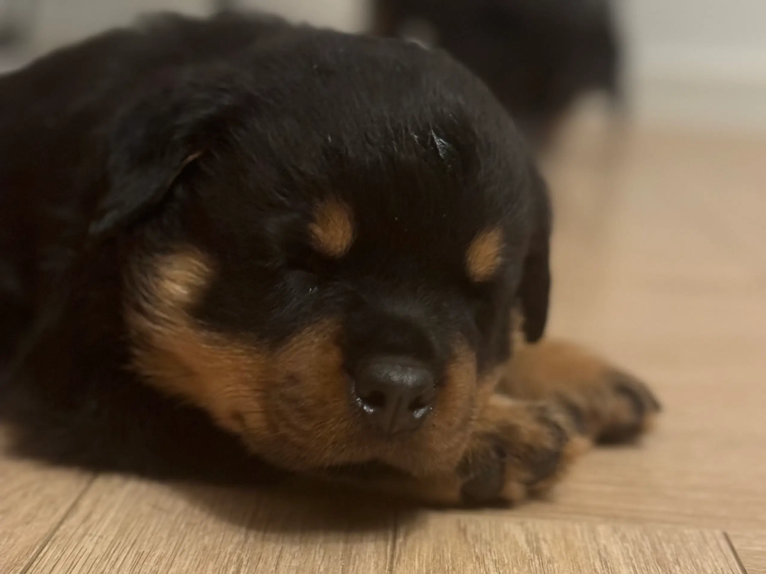 Rottweiler Hvalp Han