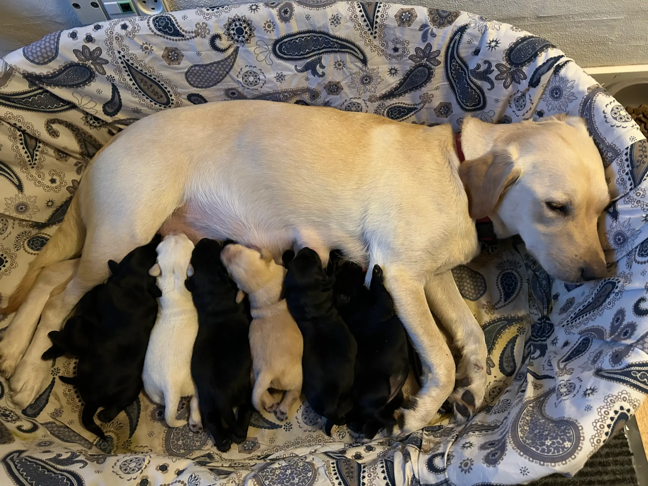 Labrador hvalpe søger nyt kærligt hjem