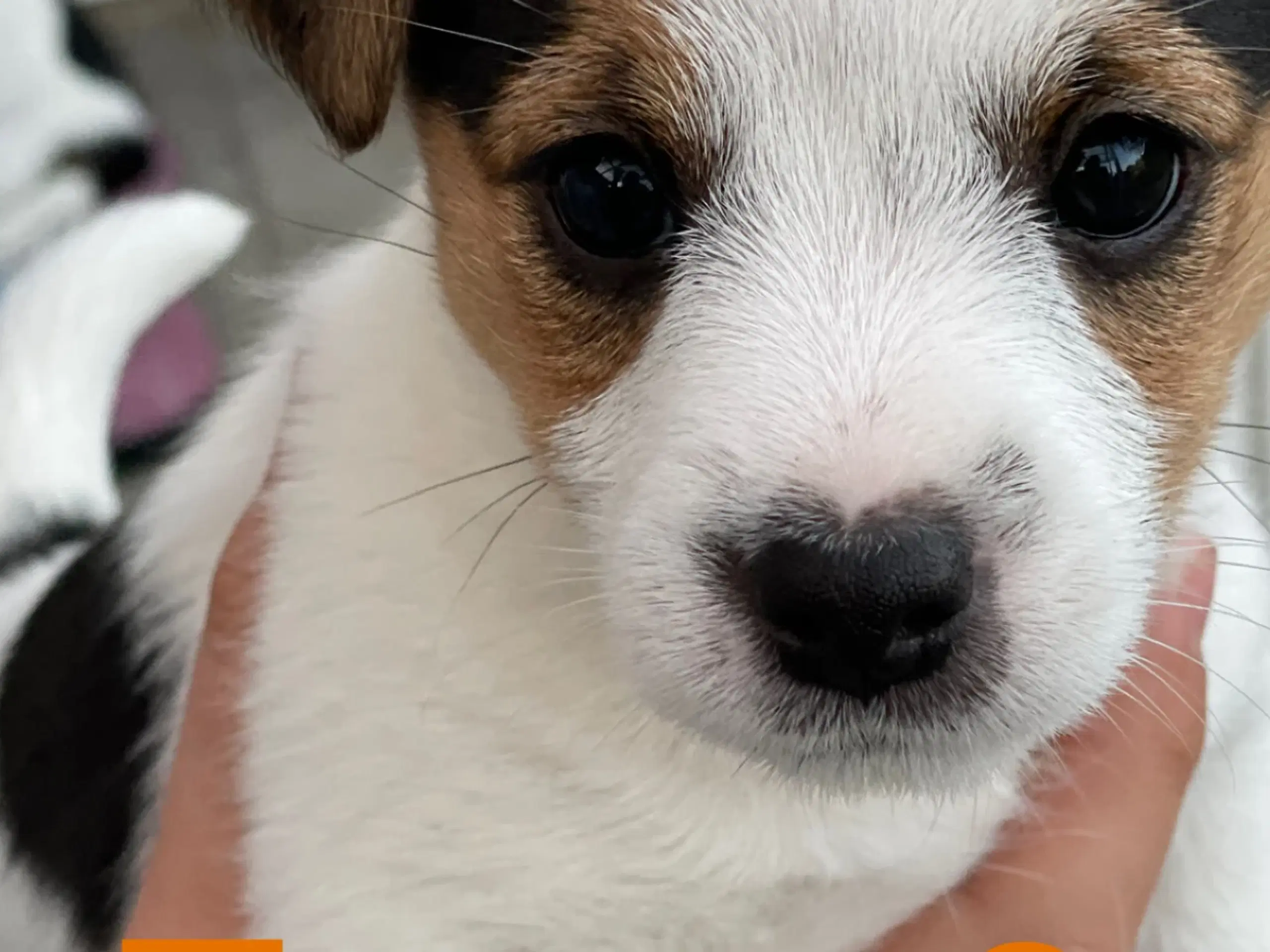 Jack russell hvalpe