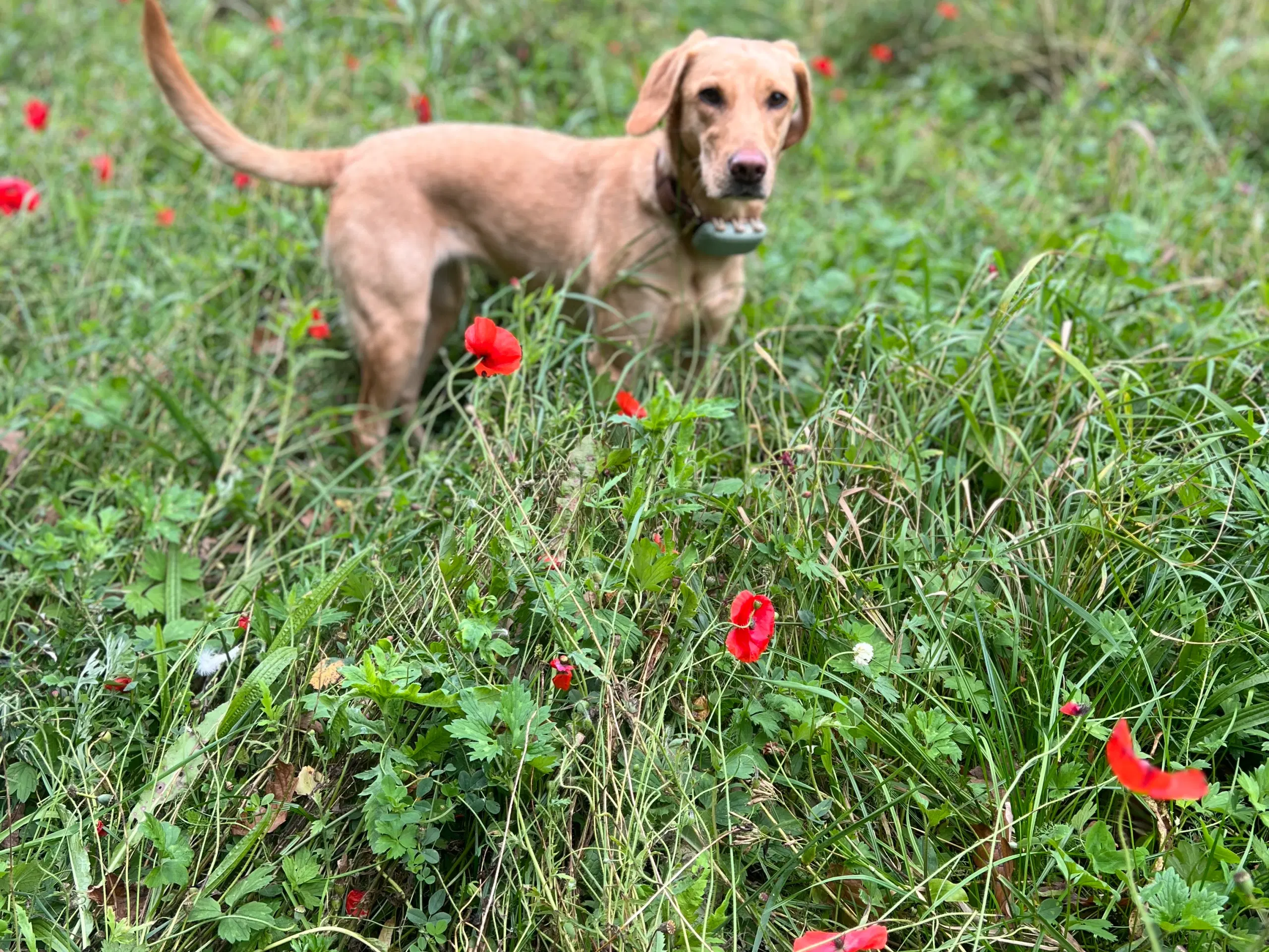 Labrador hvalpe F1 Foxred/gul