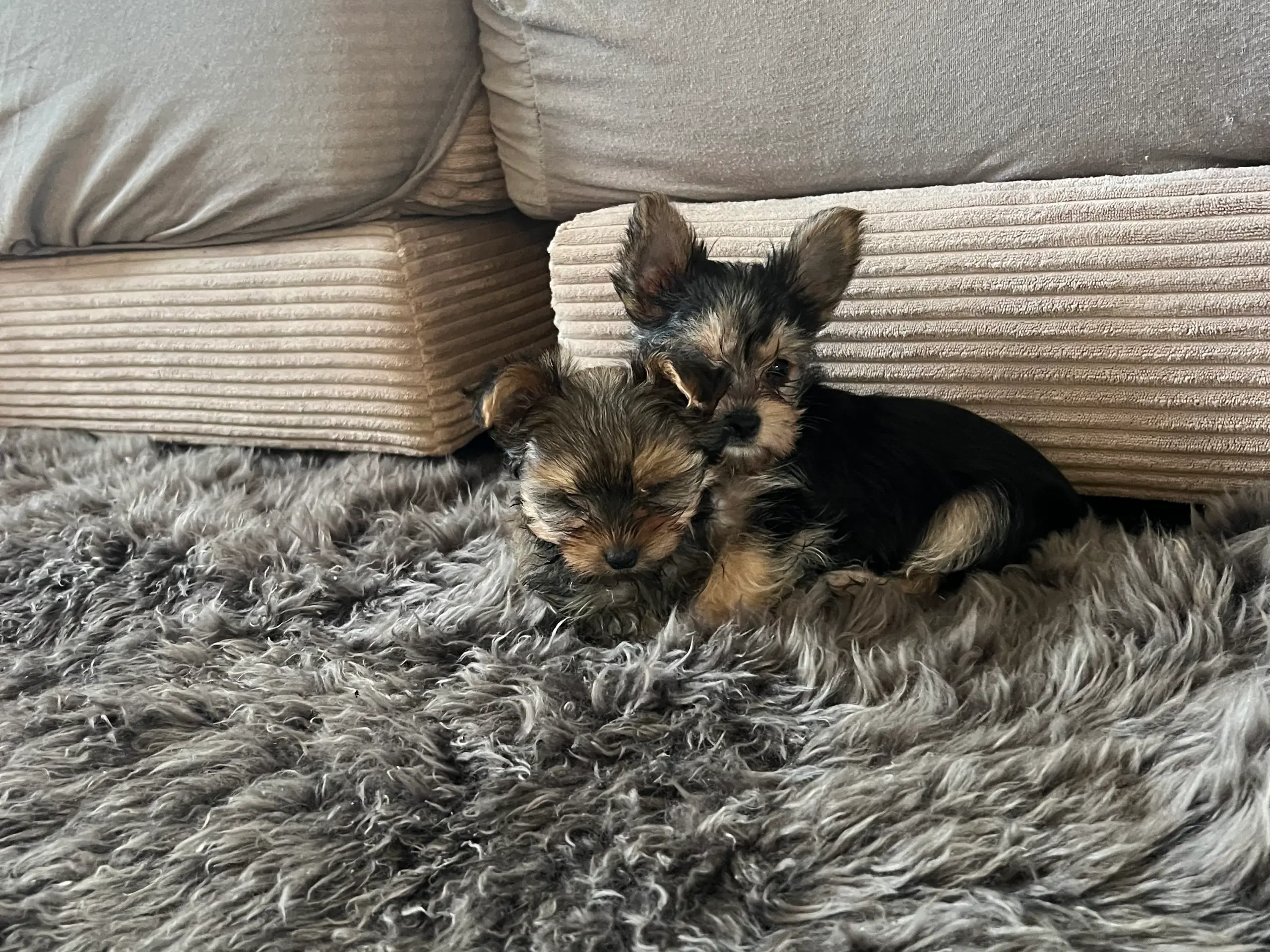 Yorkshireterrier hvalpe sælges