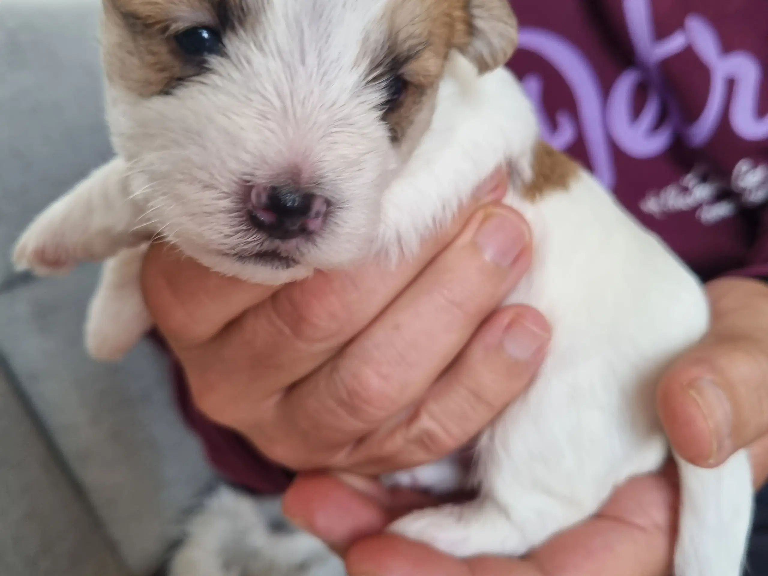 Jack russell terrier/ Malteser