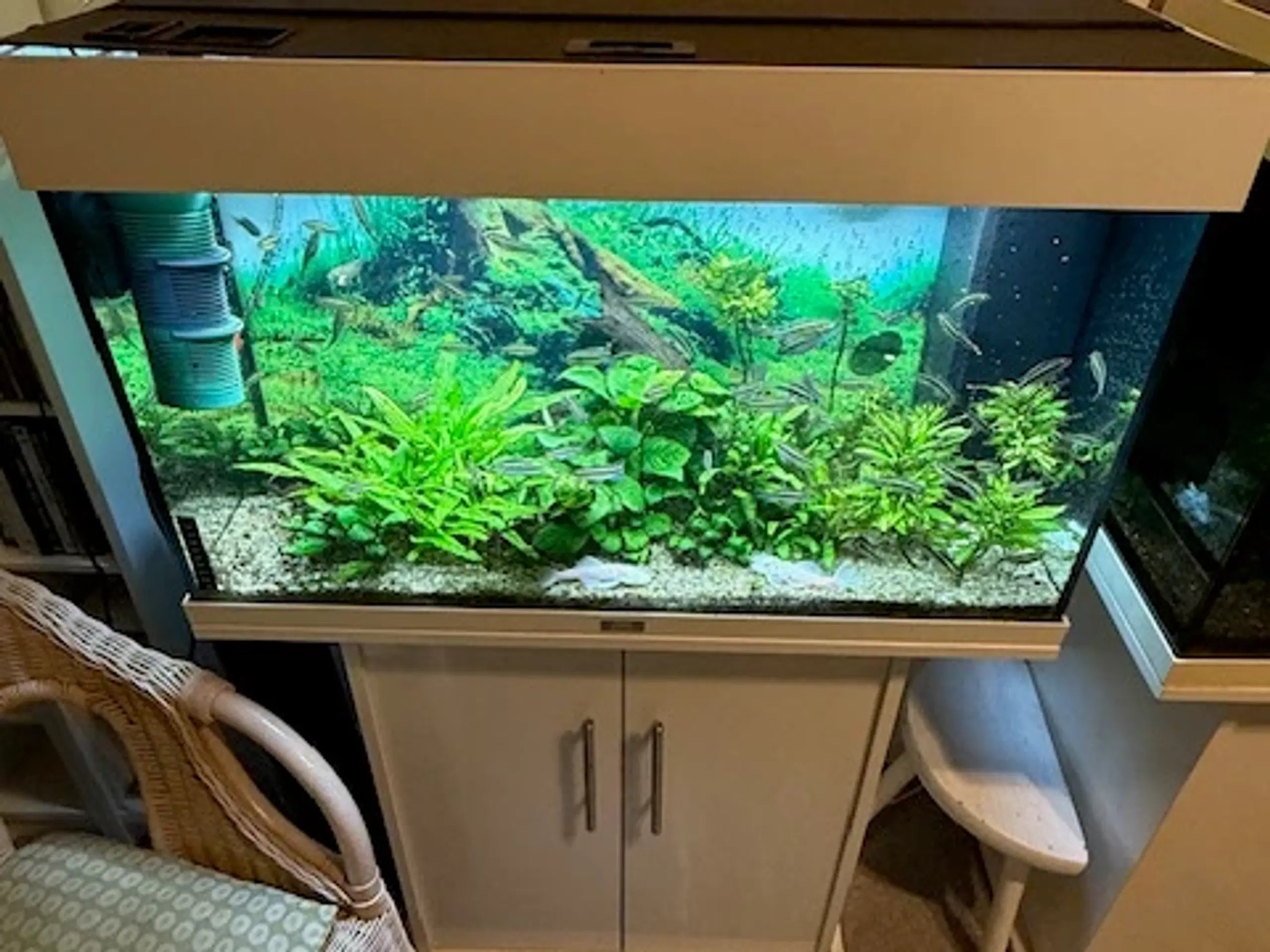 Juwel Akvarie 140 ltr.