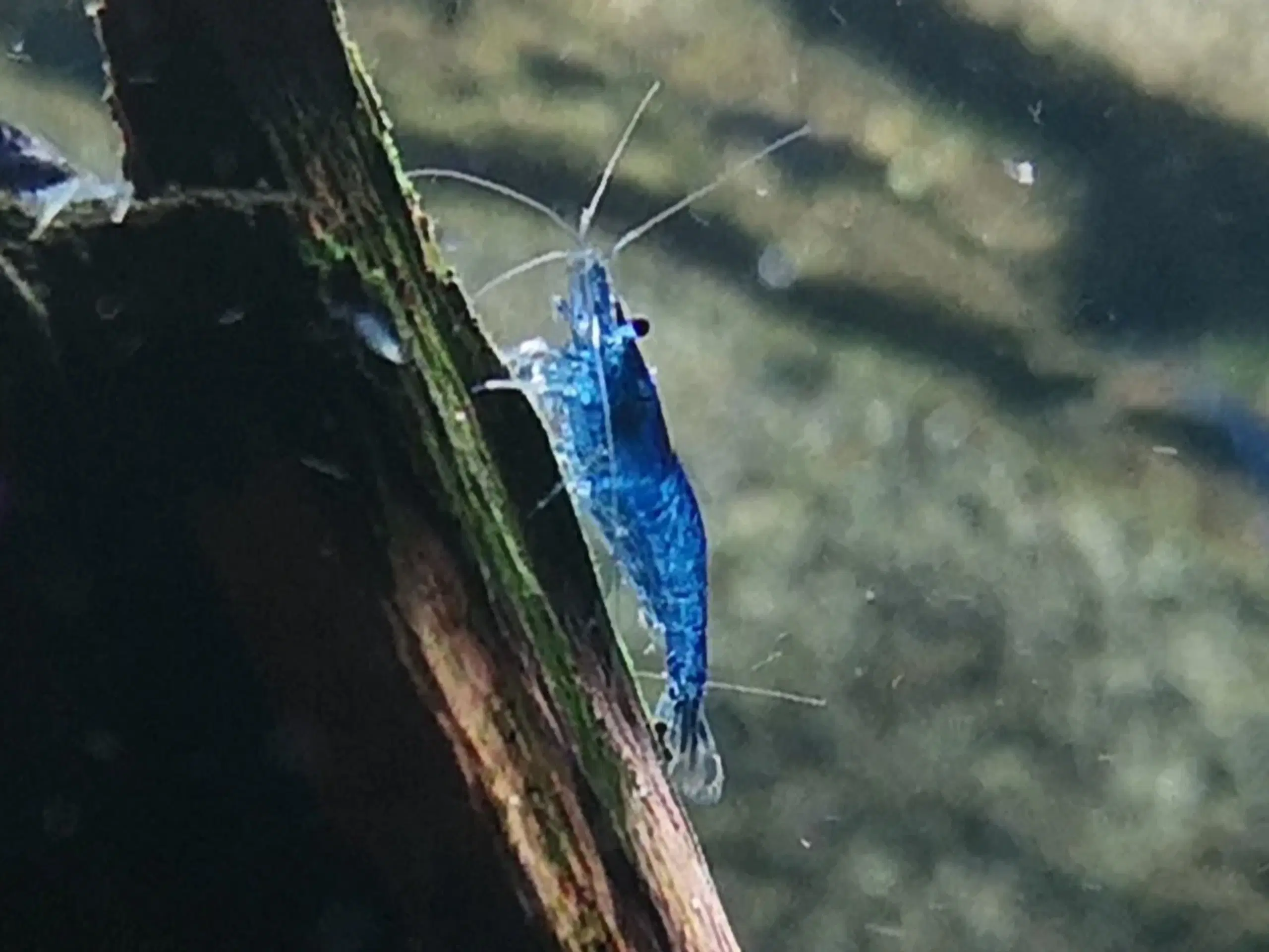 Neocaridina Davidii Blue Dream rejer