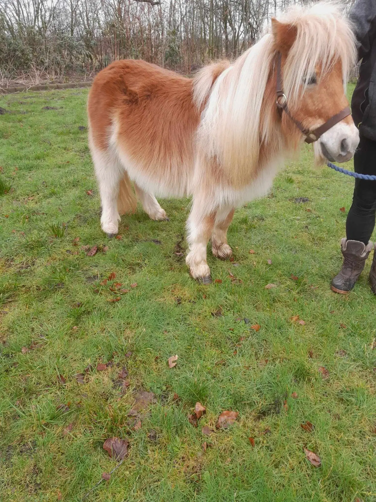 Rød Shetlænder hingst 5 år super sød dreng