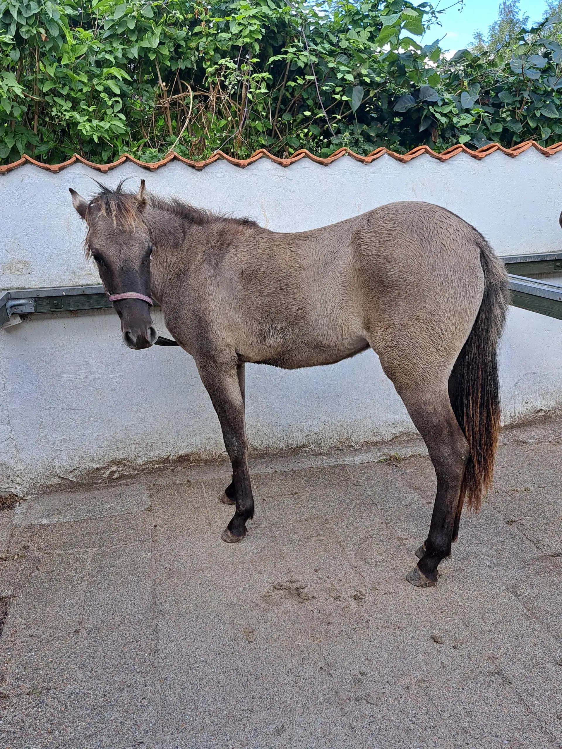 2års polsk konik pony