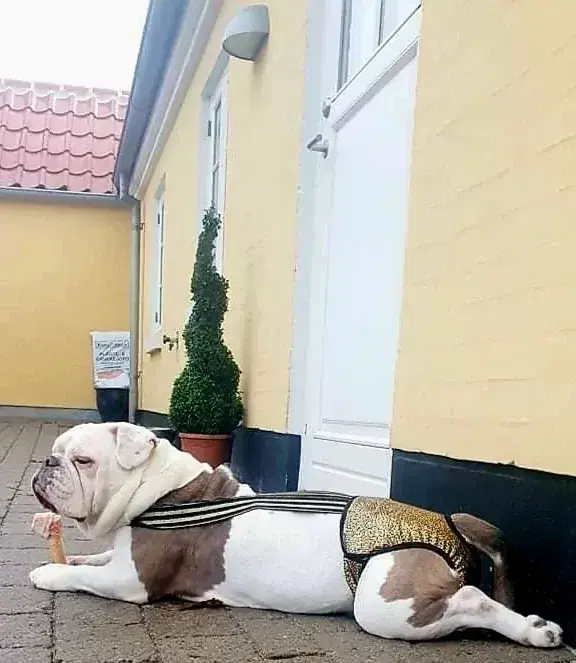 Bulldog