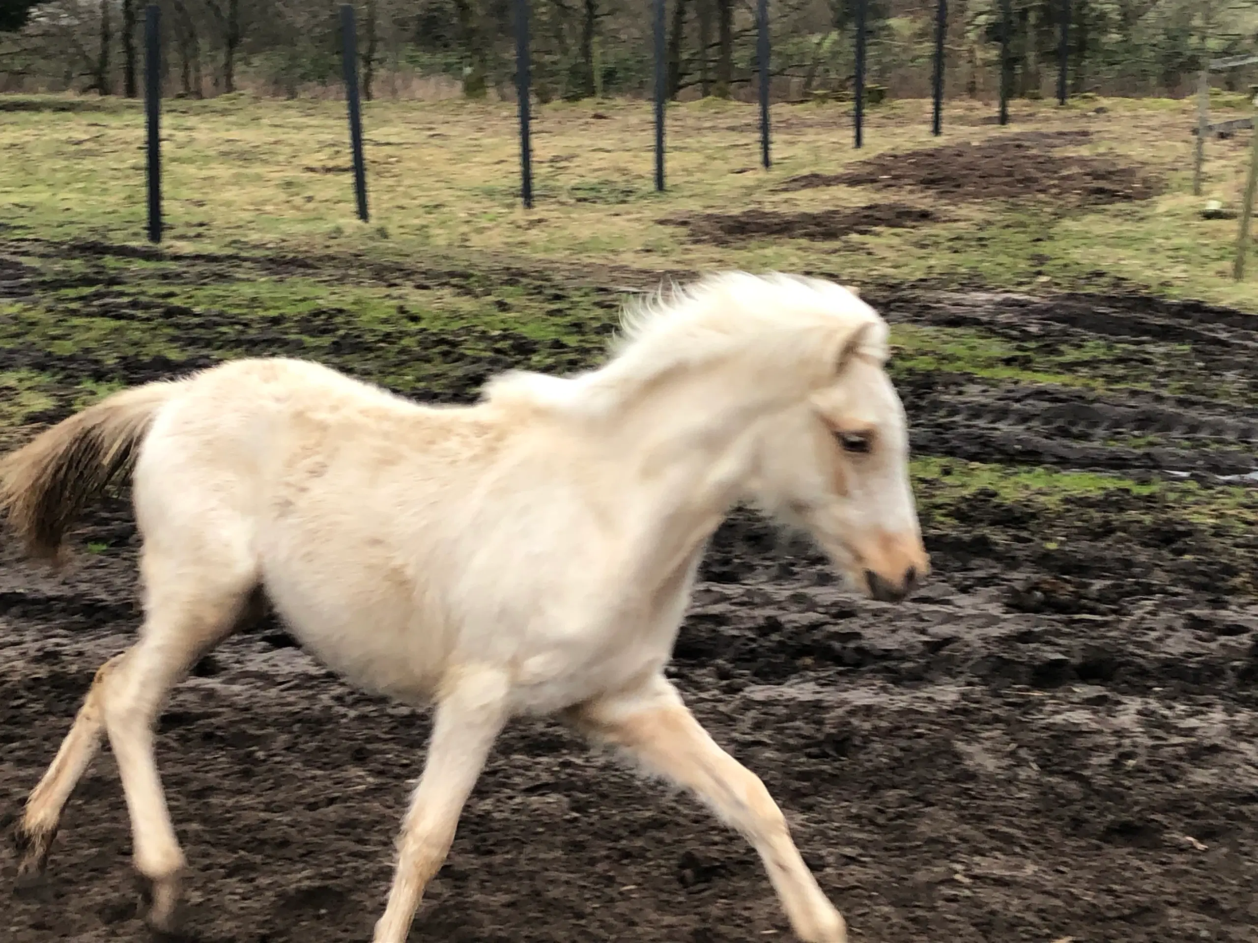 Kat 2 Pony føl / plag