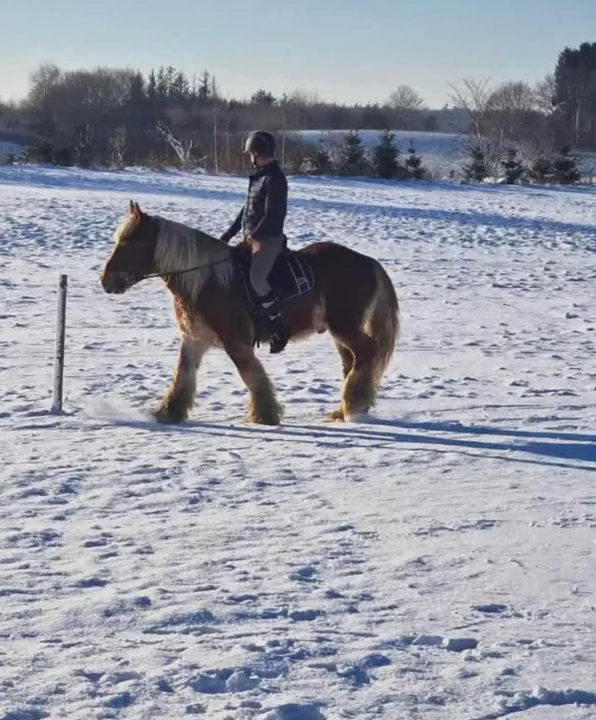 Jysk hest med det bedste sind