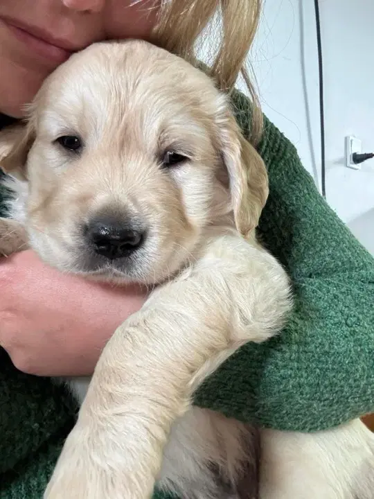 LÆKRE GOLDEN RETRIEVER HVALPE