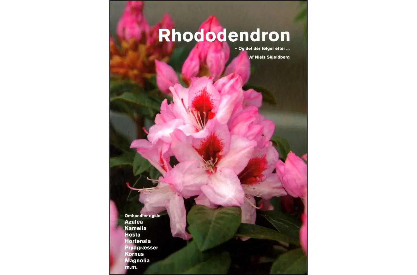 Rhododendron og andre Surbundsplanter
