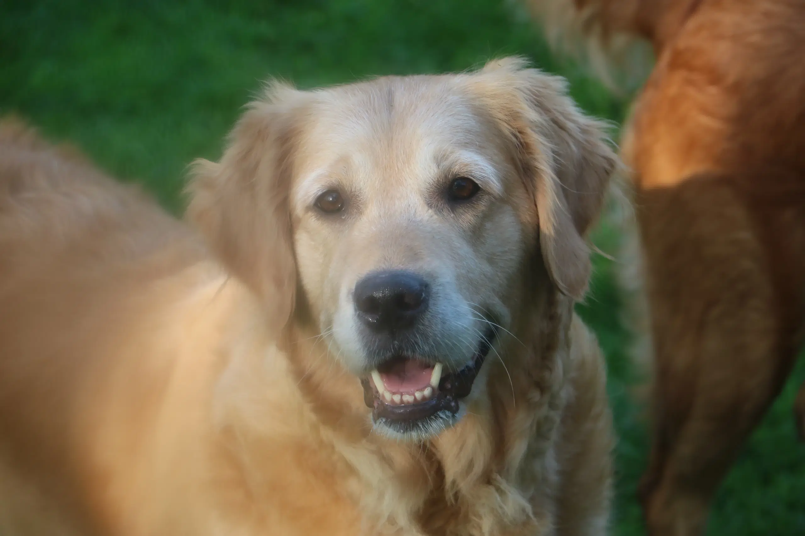 Verdens smukkeste Golden Retriever hvalpe