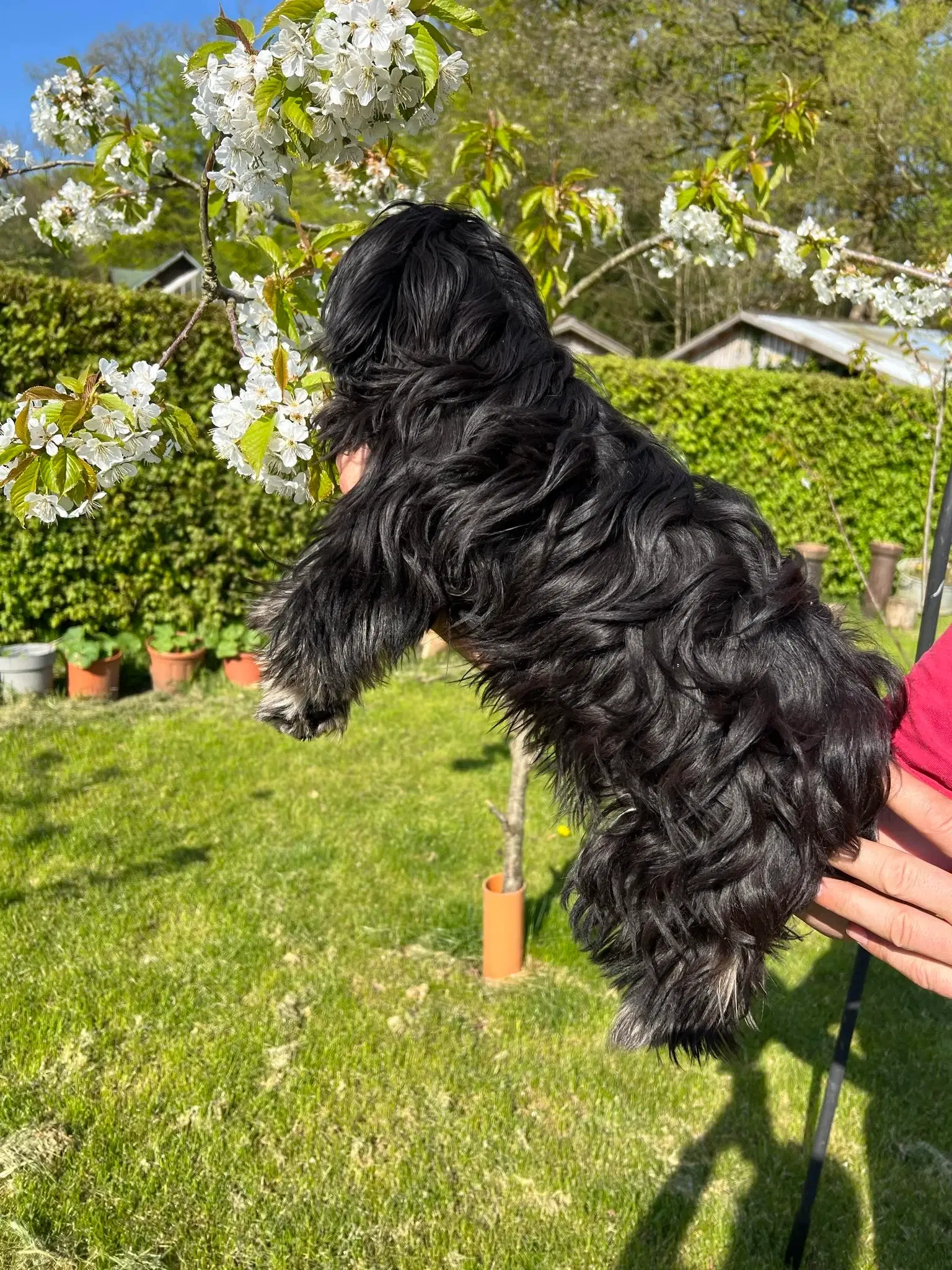 Lhasa apso