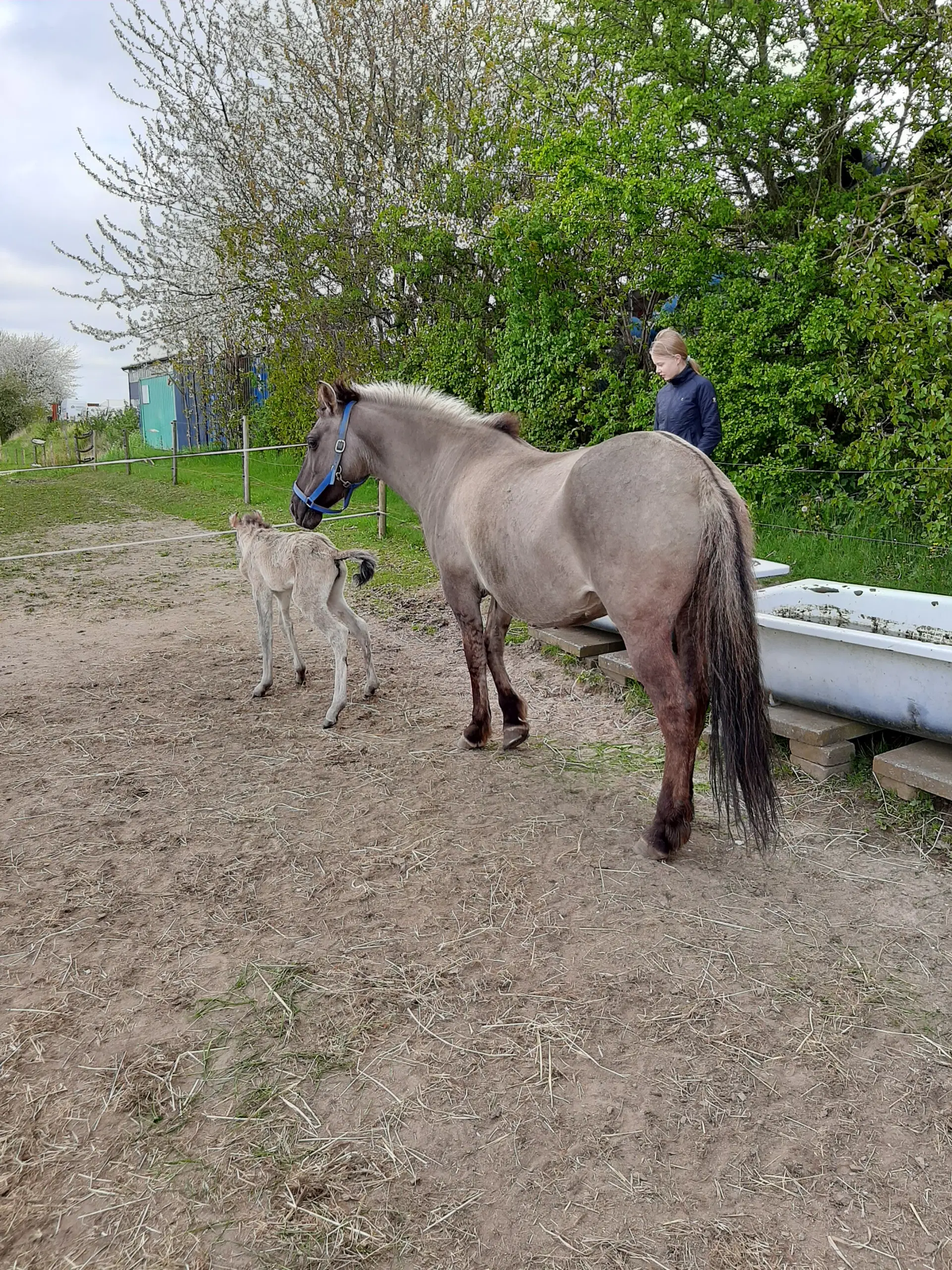 2års polsk konik pony