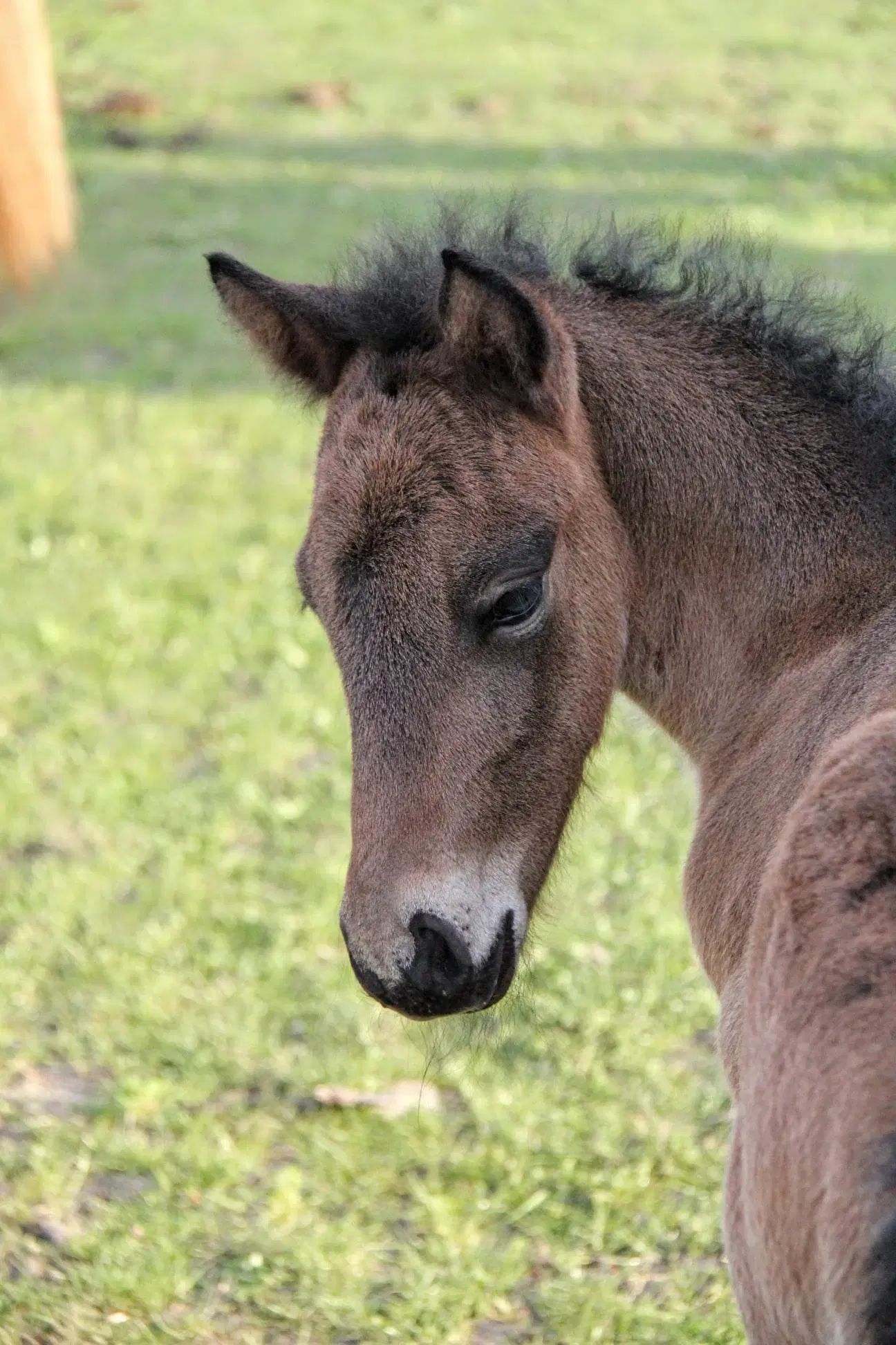 Avl - Stævne eller Luksus ridehest <3