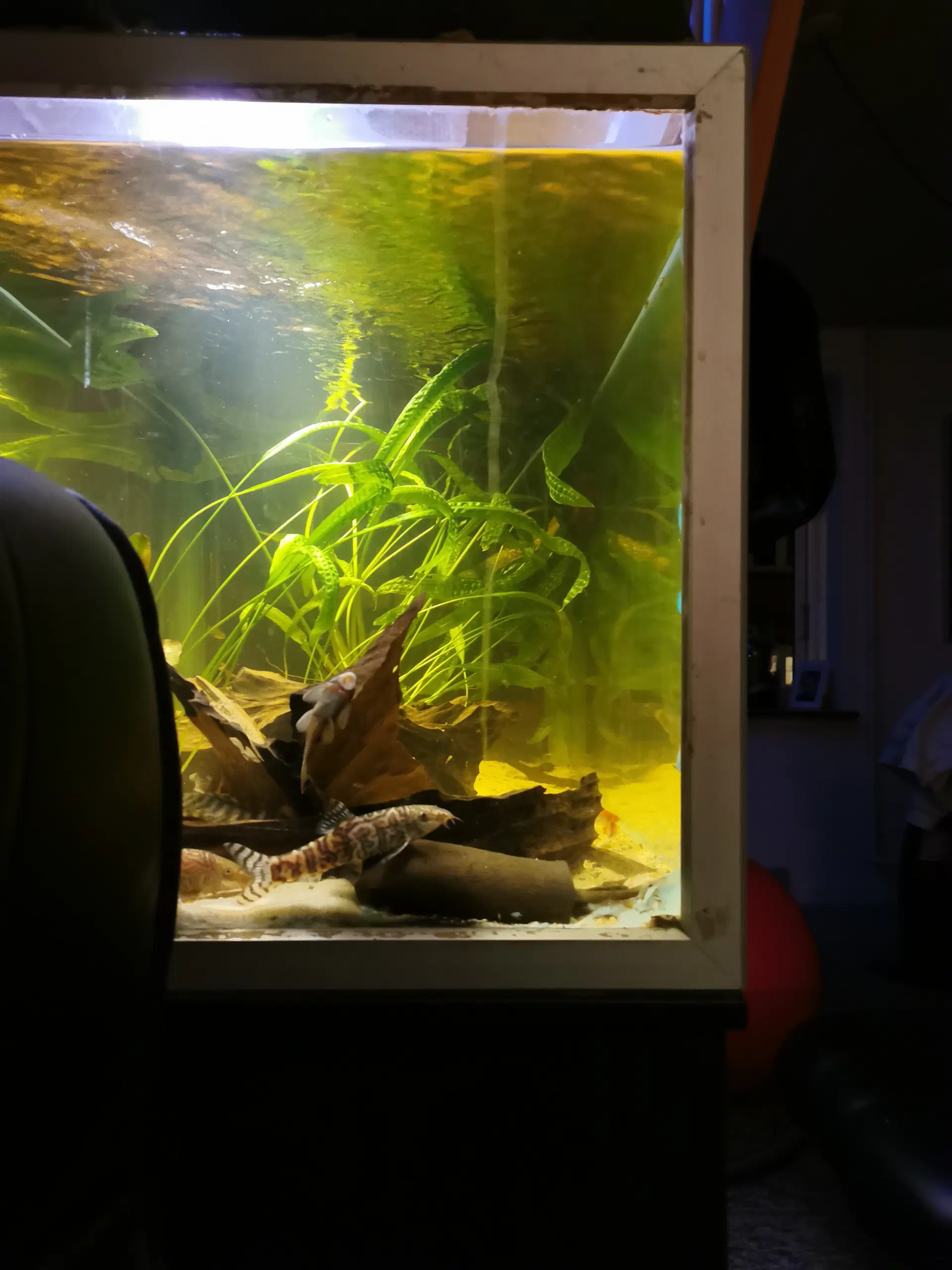 54ltr akvarium