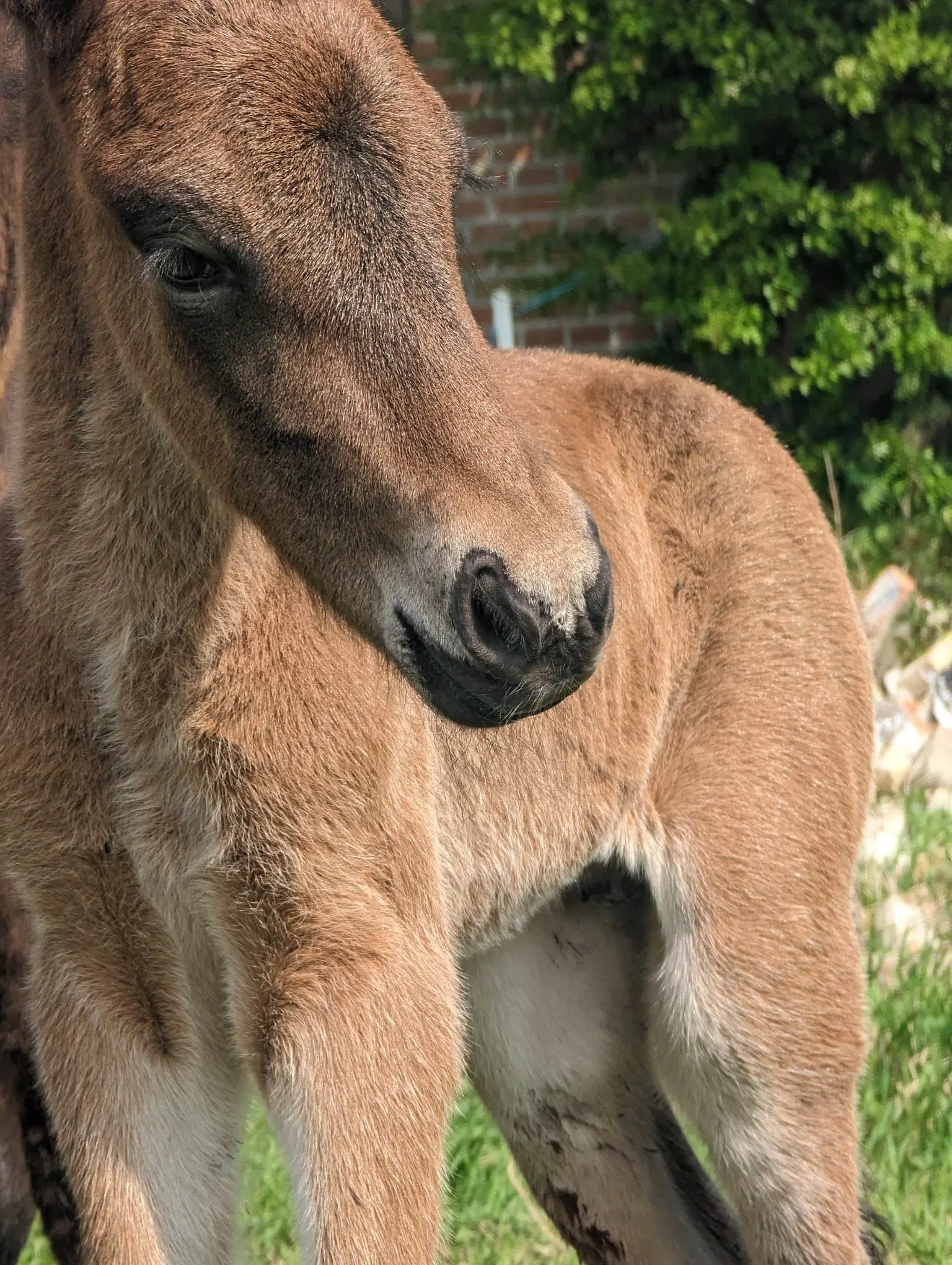 Avl - Stævne eller Luksus ridehest <3