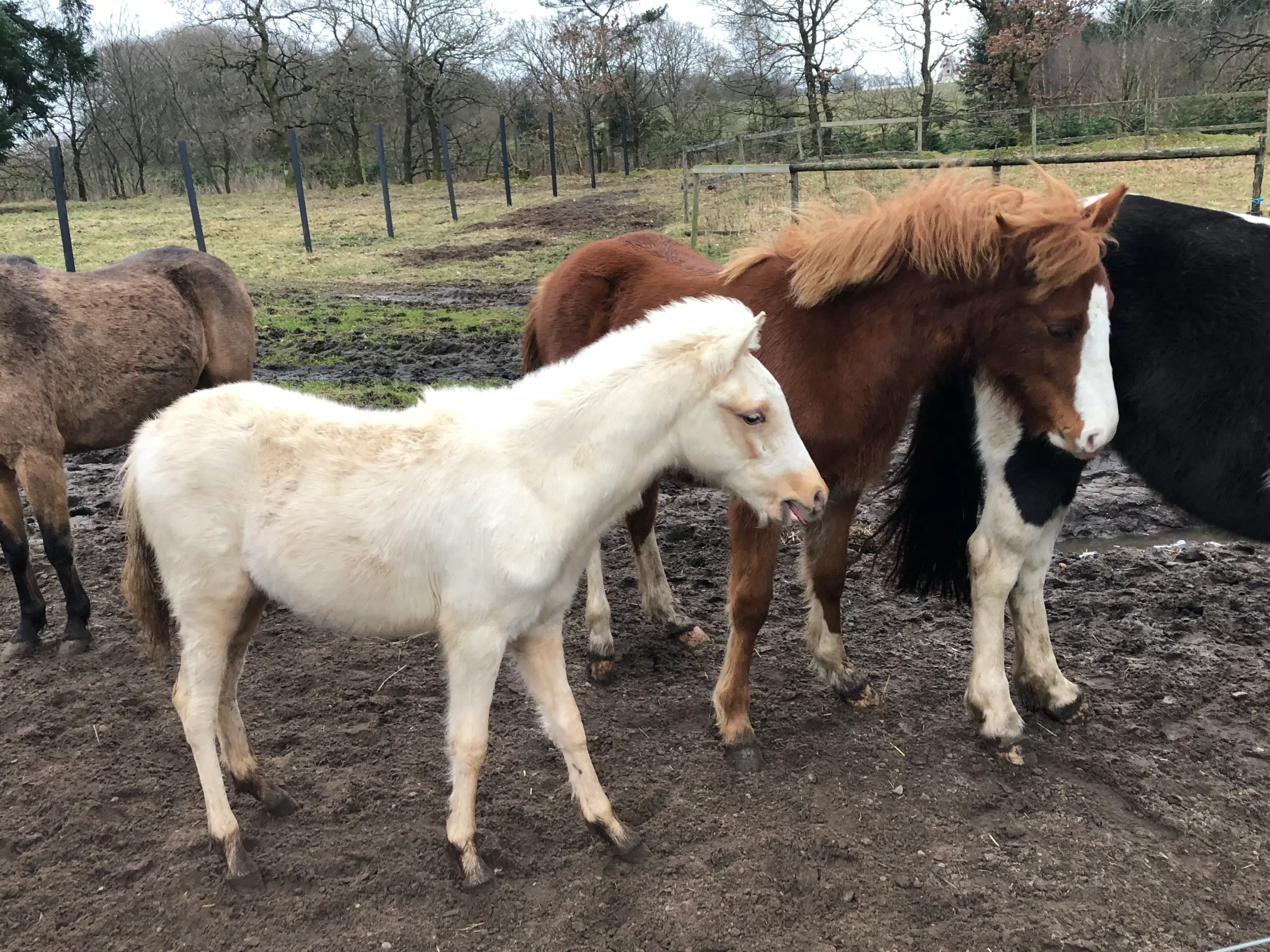 Kat 2 Pony føl / plag