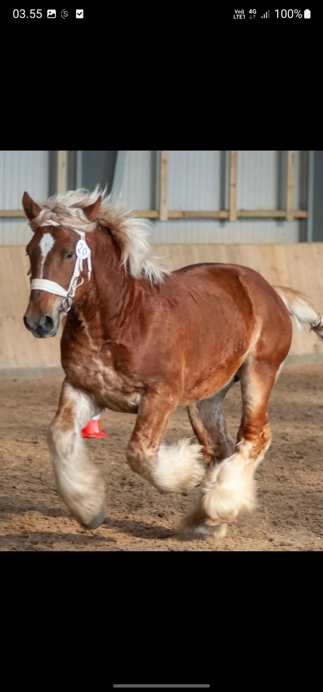 Jysk hest med det bedste sind