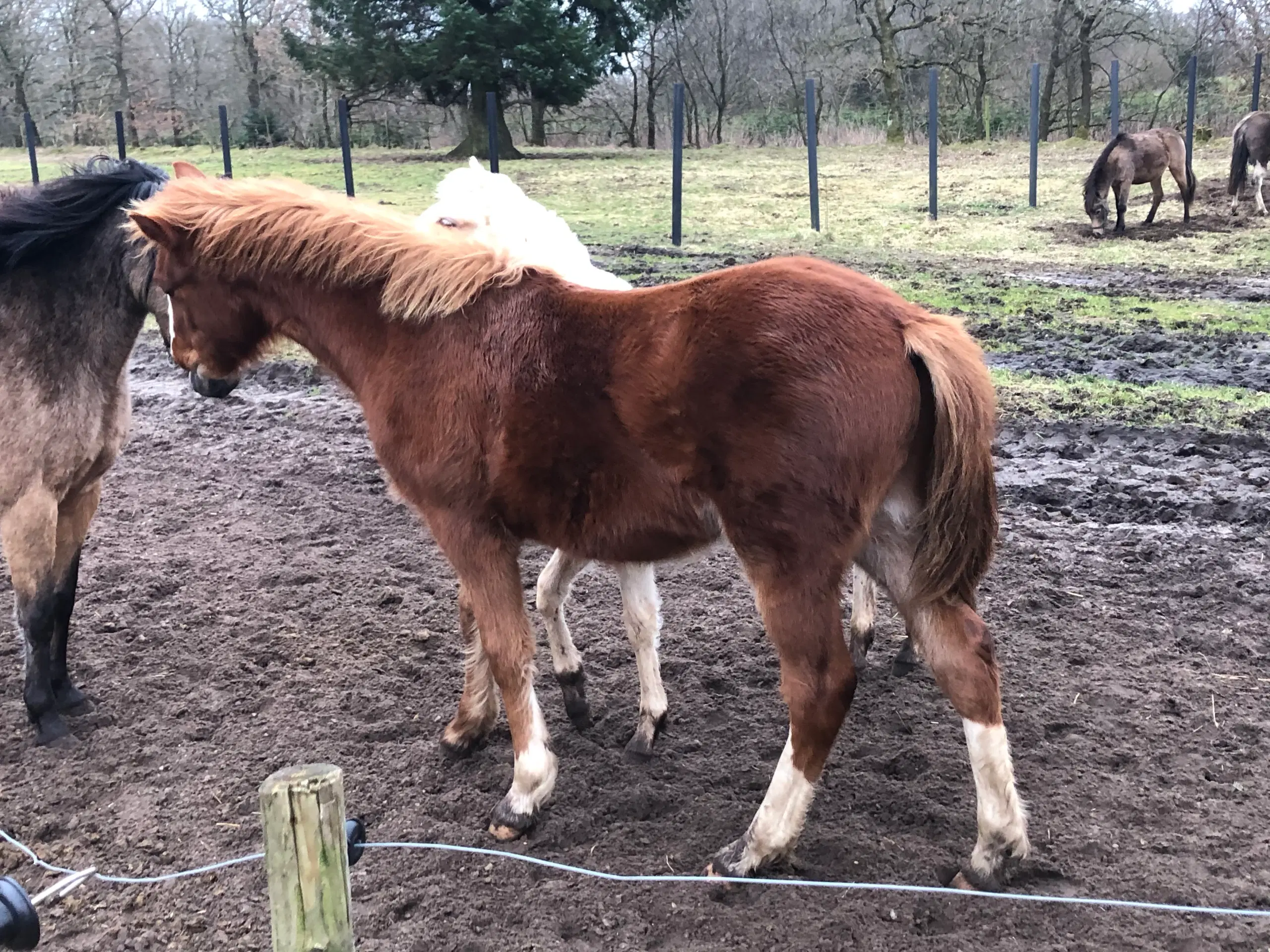 Kat 1 pony føl/plag