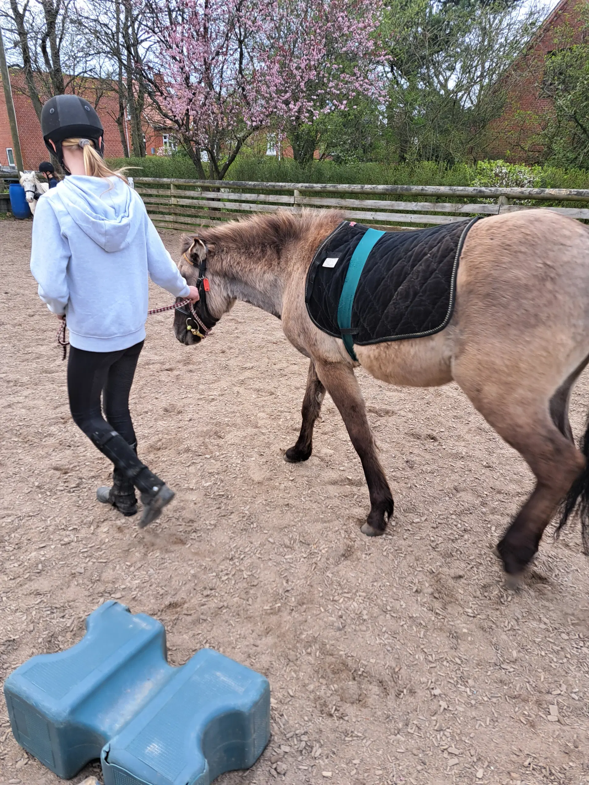 2års polsk konik pony