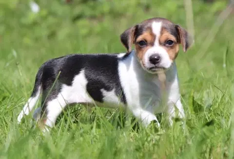 Avlstjeneste Dansk-Svensk Gårdhund