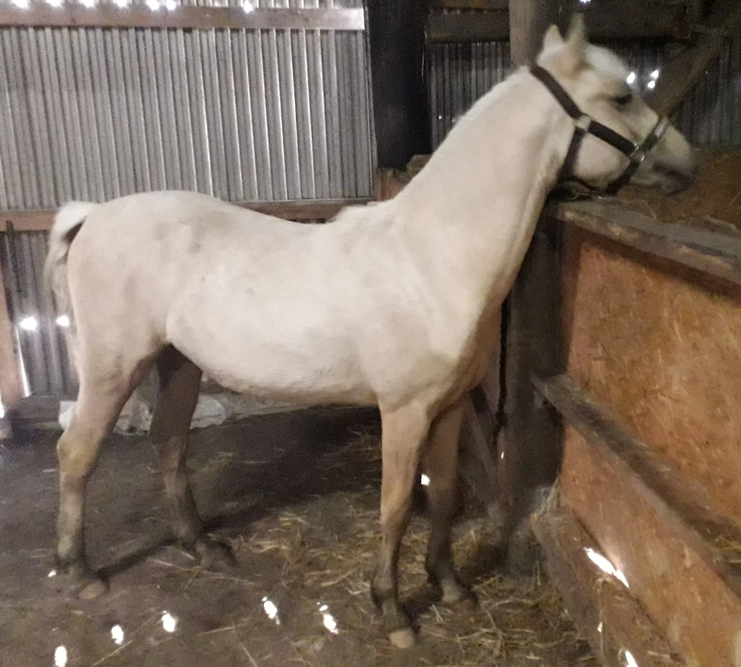 Smuk Pony Welsh Partbred 1 år 130 cm