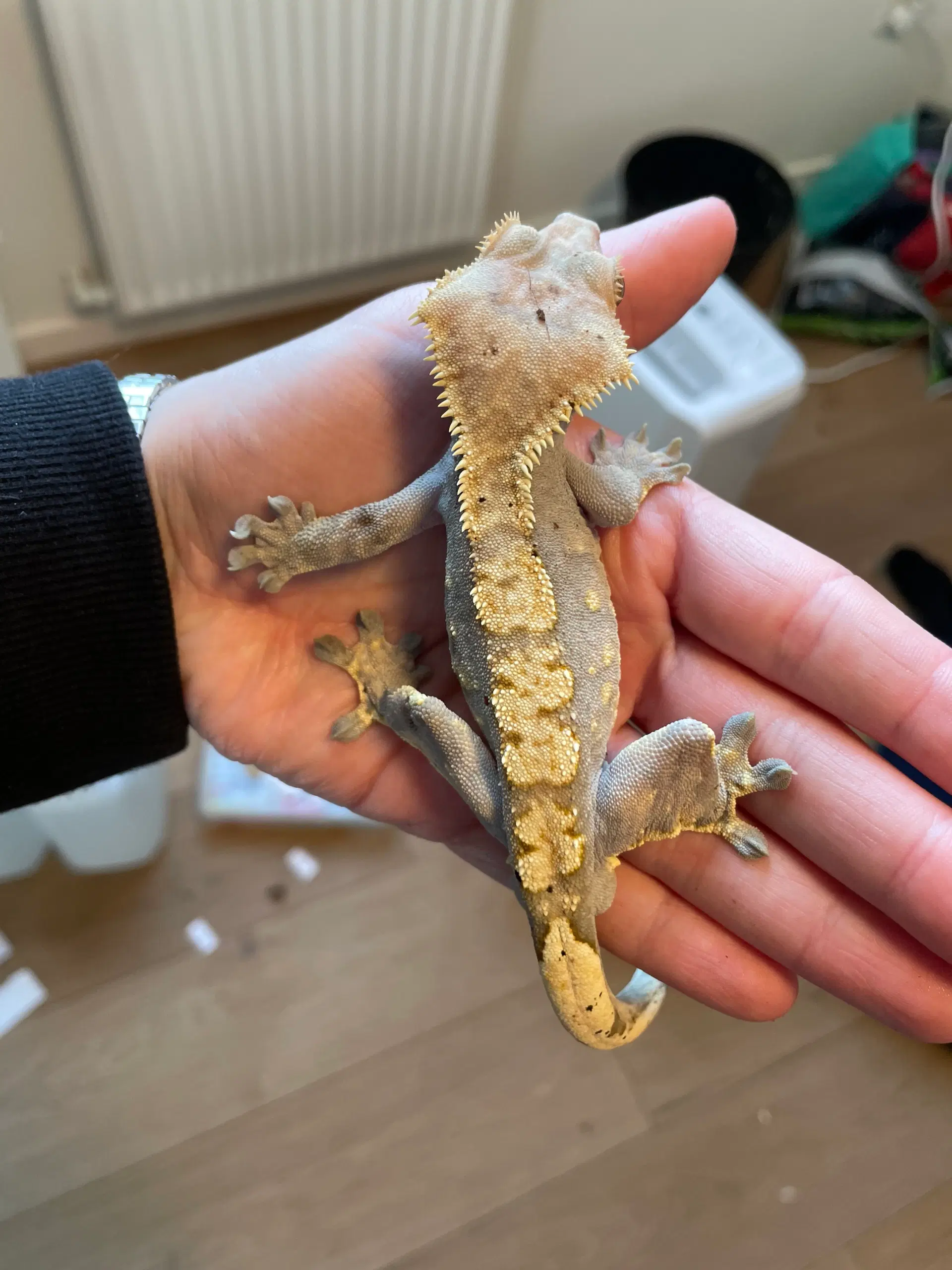 Kronegekko