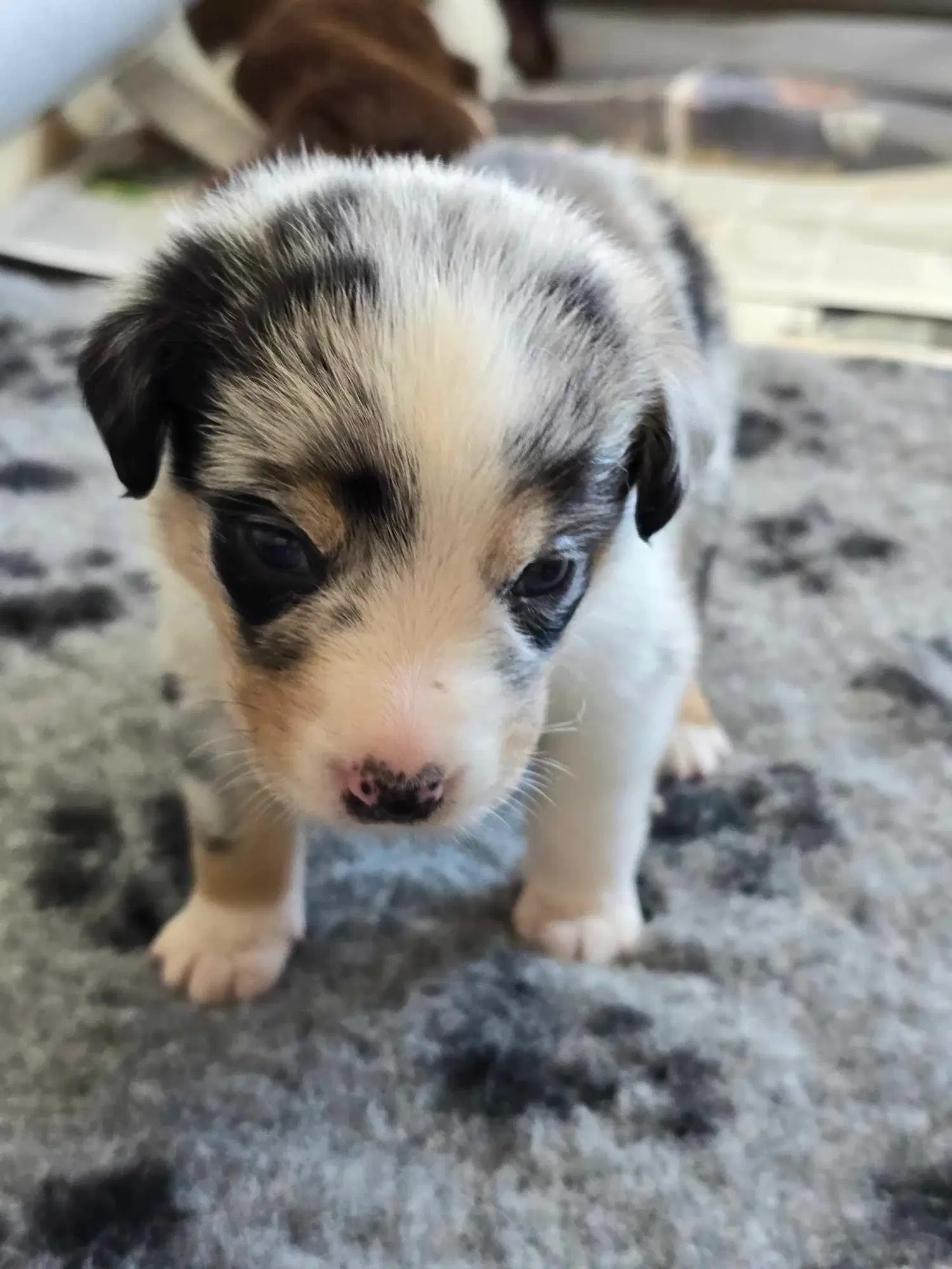 Australian Shepard til salg