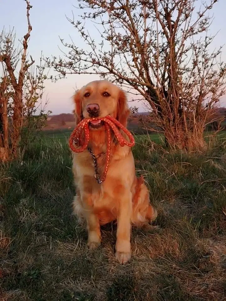 LÆKRE GOLDEN RETRIEVER HVALPE