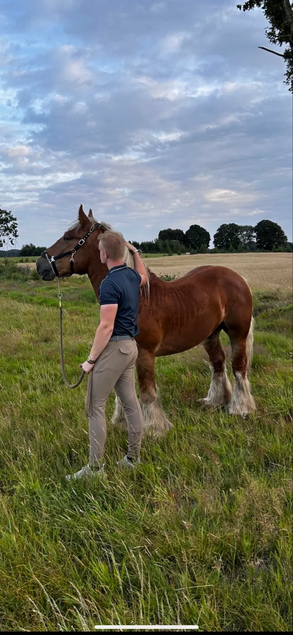 Jysk hest med det bedste sind