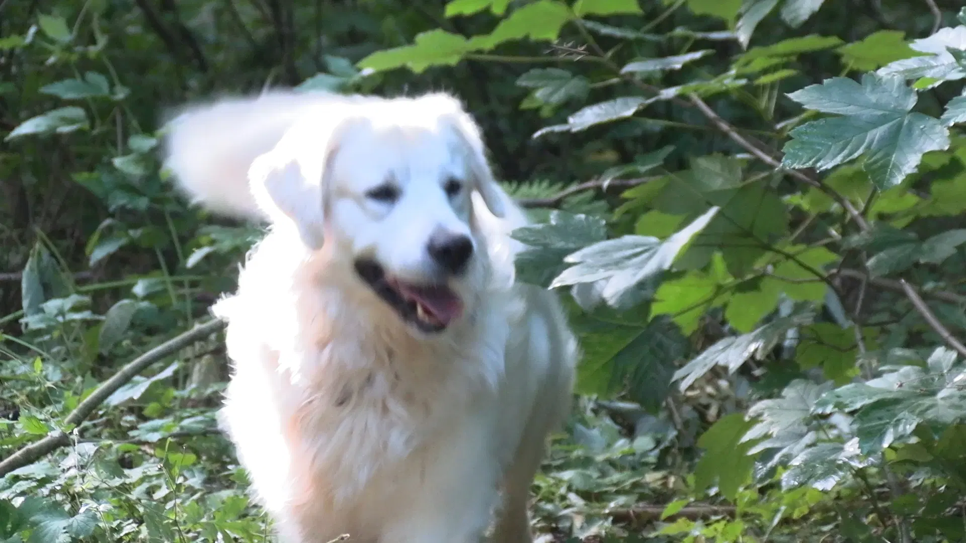 Verdens smukkeste Golden Retriever hvalpe