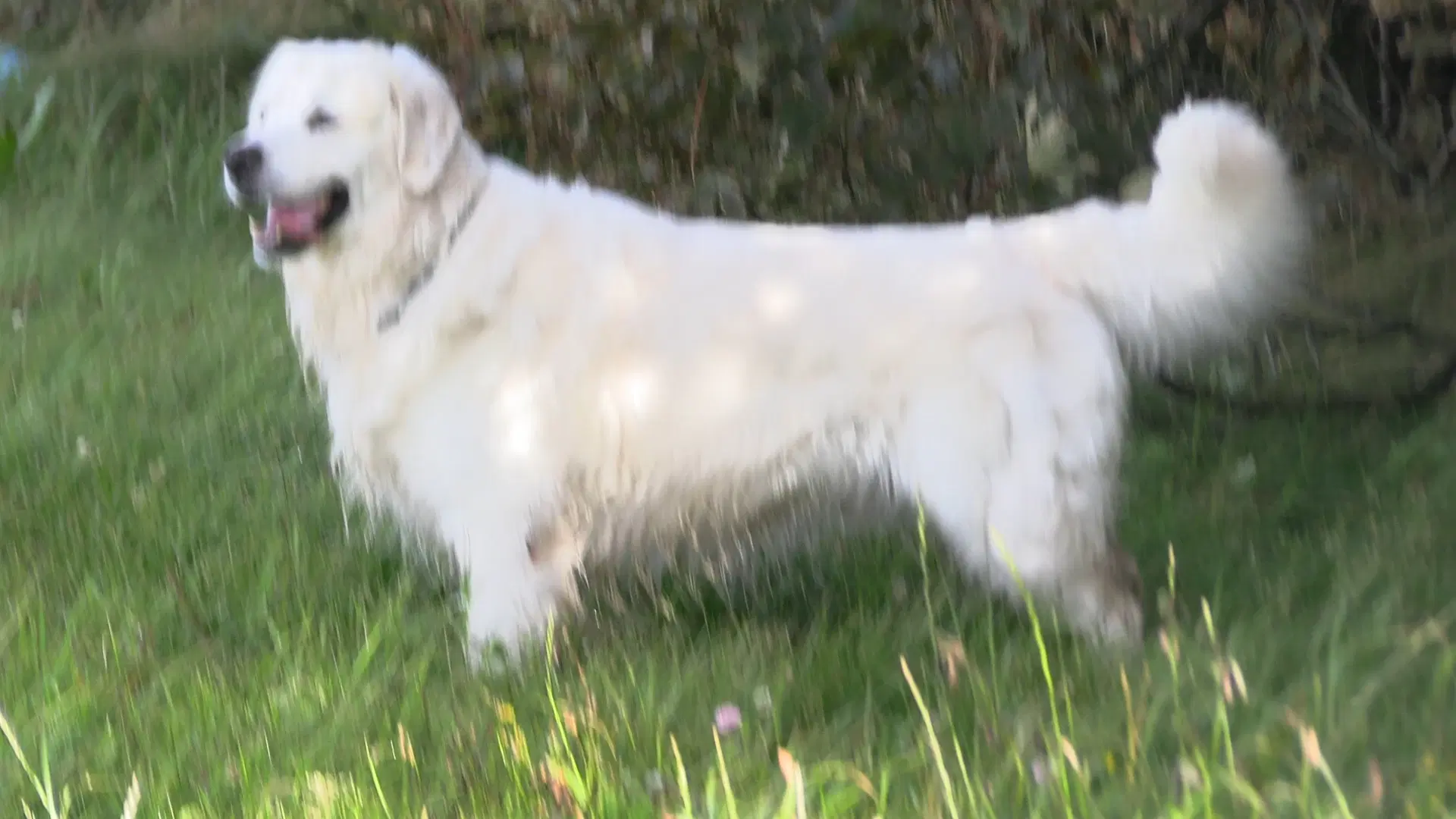 Verdens smukkeste Golden Retriever hvalpe