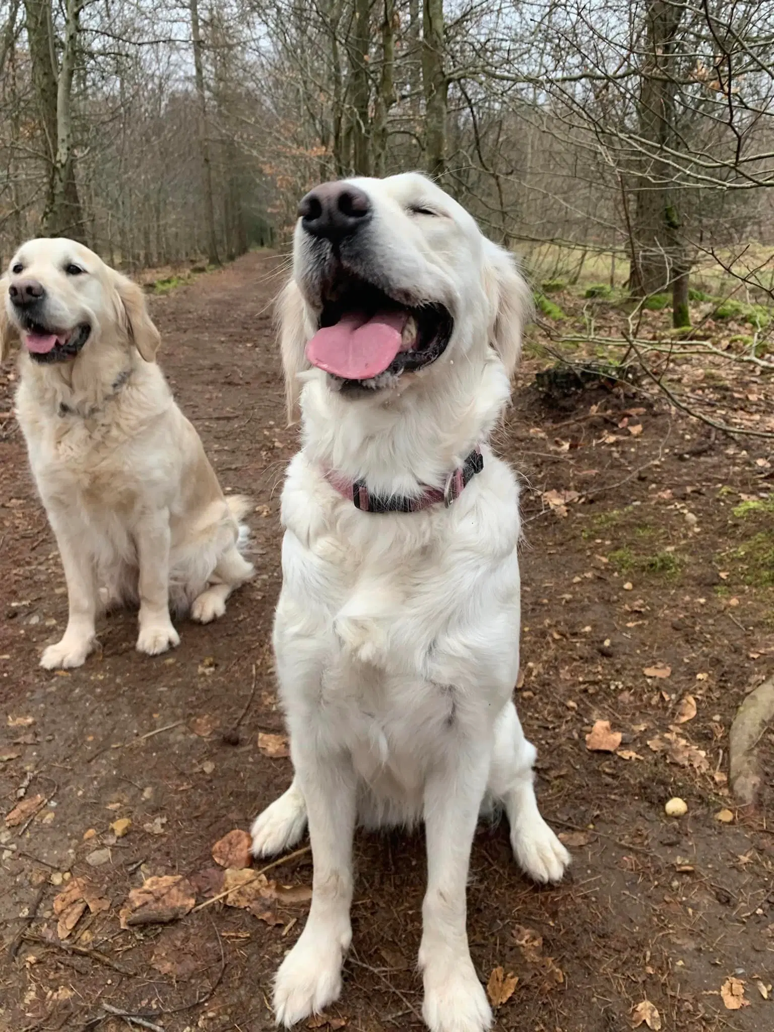 Golden Retriever Hvalpe