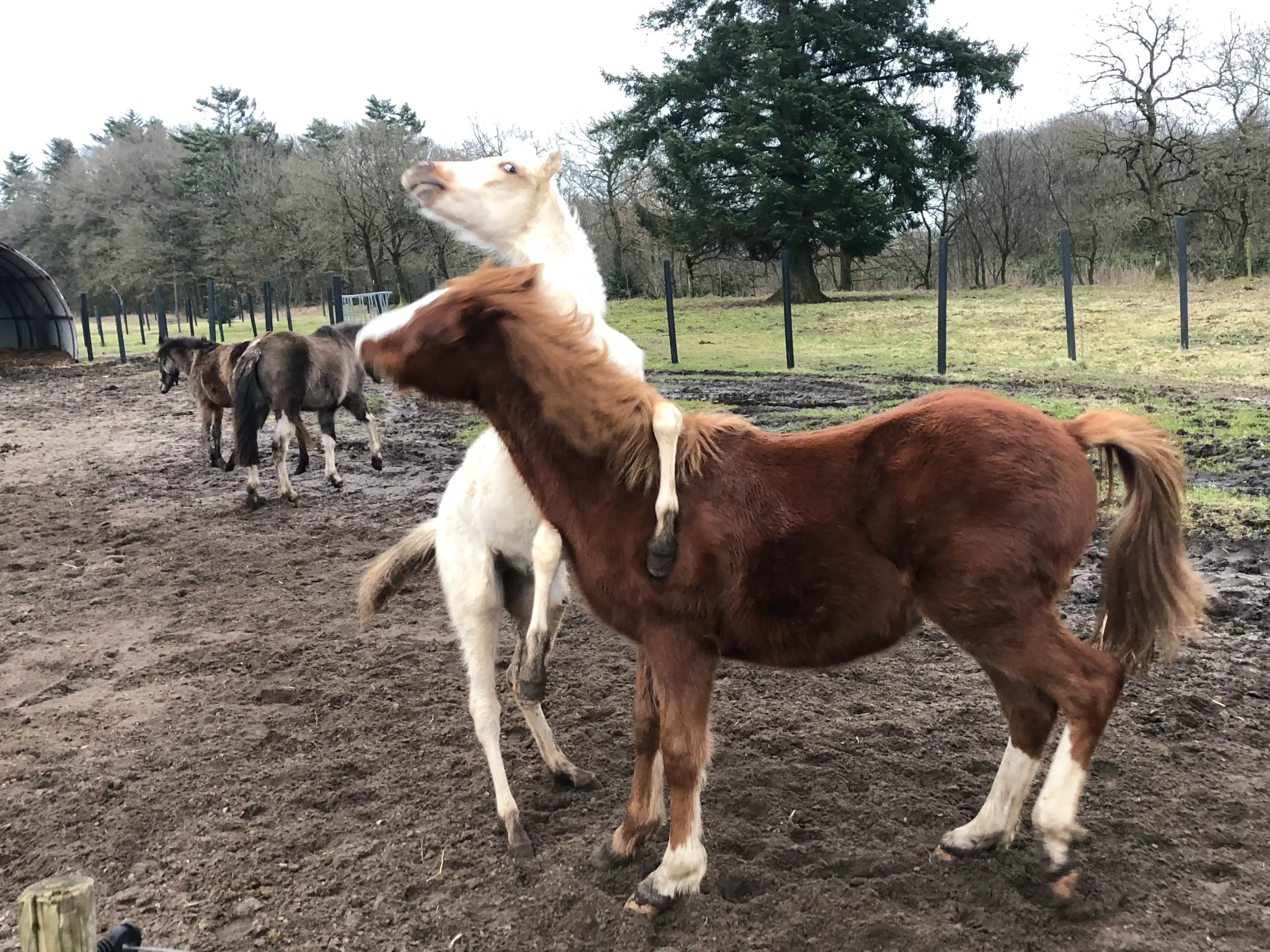 Pony kat 1 føl / plag