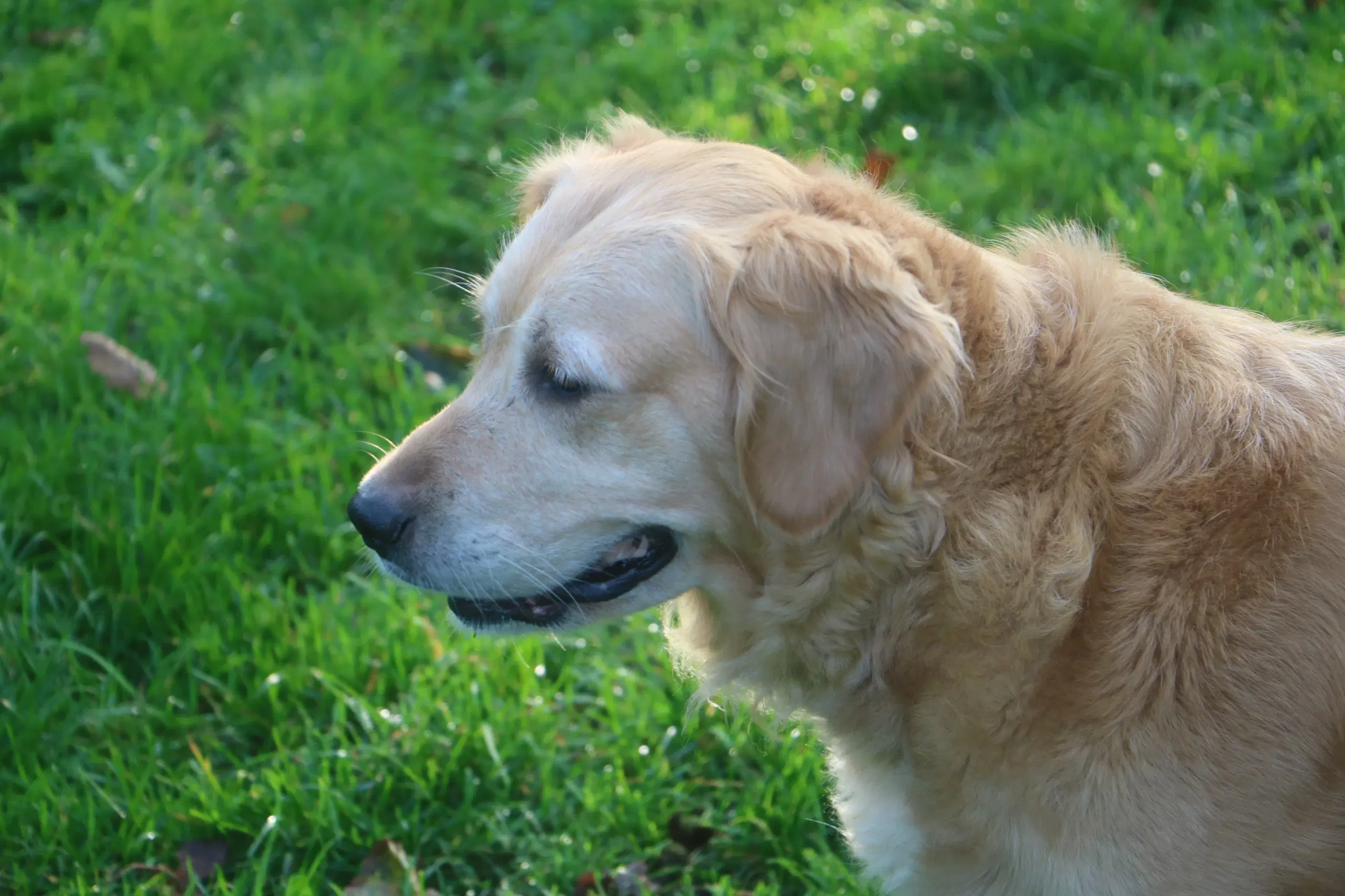 Verdens smukkeste Golden Retriever hvalpe